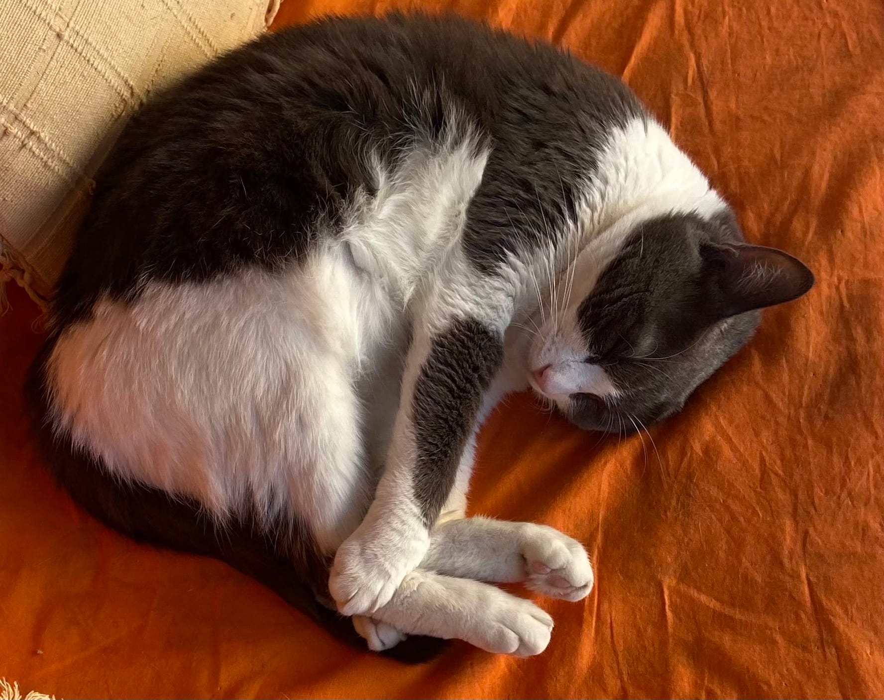 C14CF93D-6BFA-418A-947E-9238ADD42E07