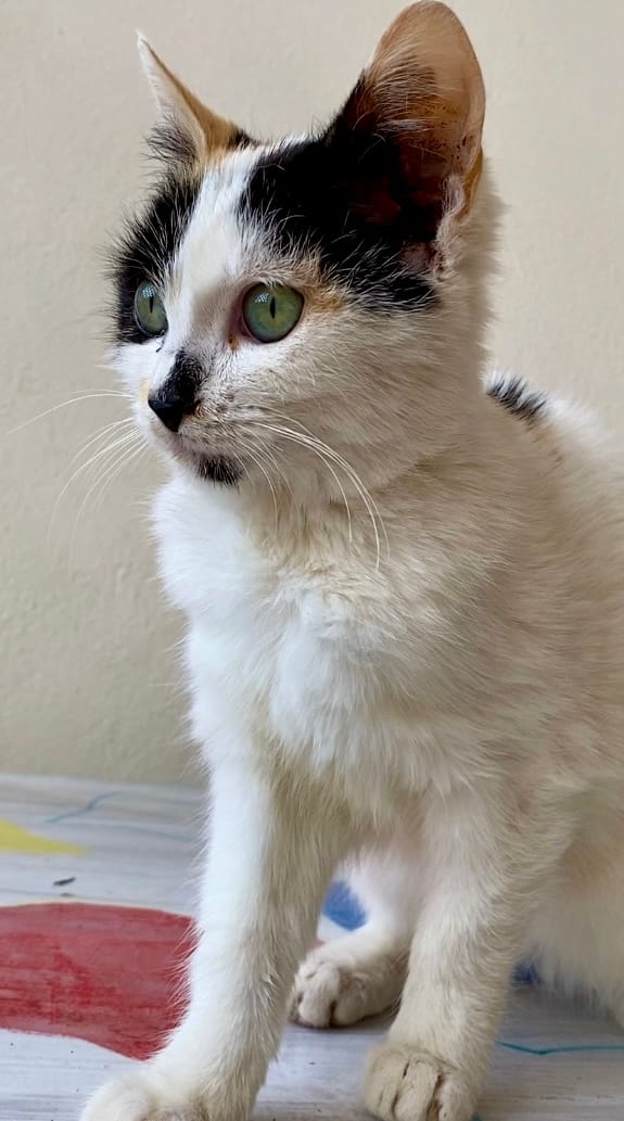 D3AA0517-3D38-4DFA-991A-CF2AEC9C6CE8