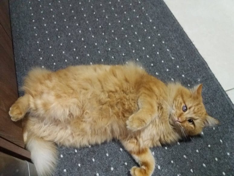 271789063_466589448503466_7041388705551886796_n