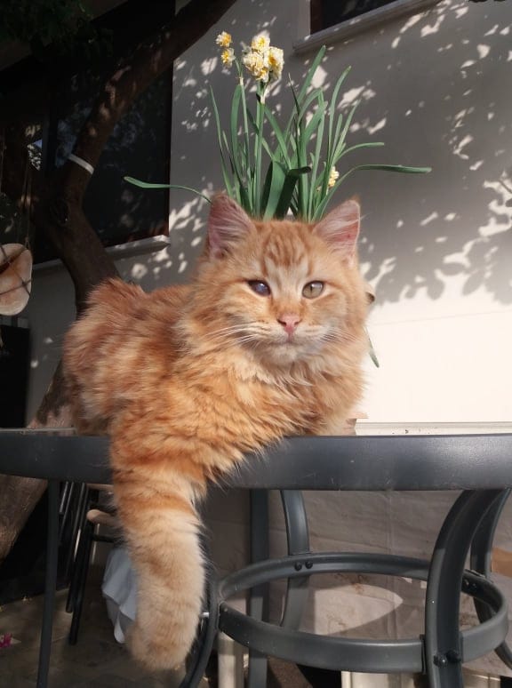 271820152_409490990954376_5961271545189505866_n