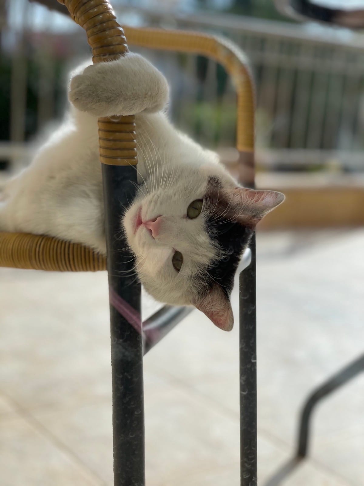 6EA38160-1EAA-4EDC-8A78-FD4D6E8CFEBF