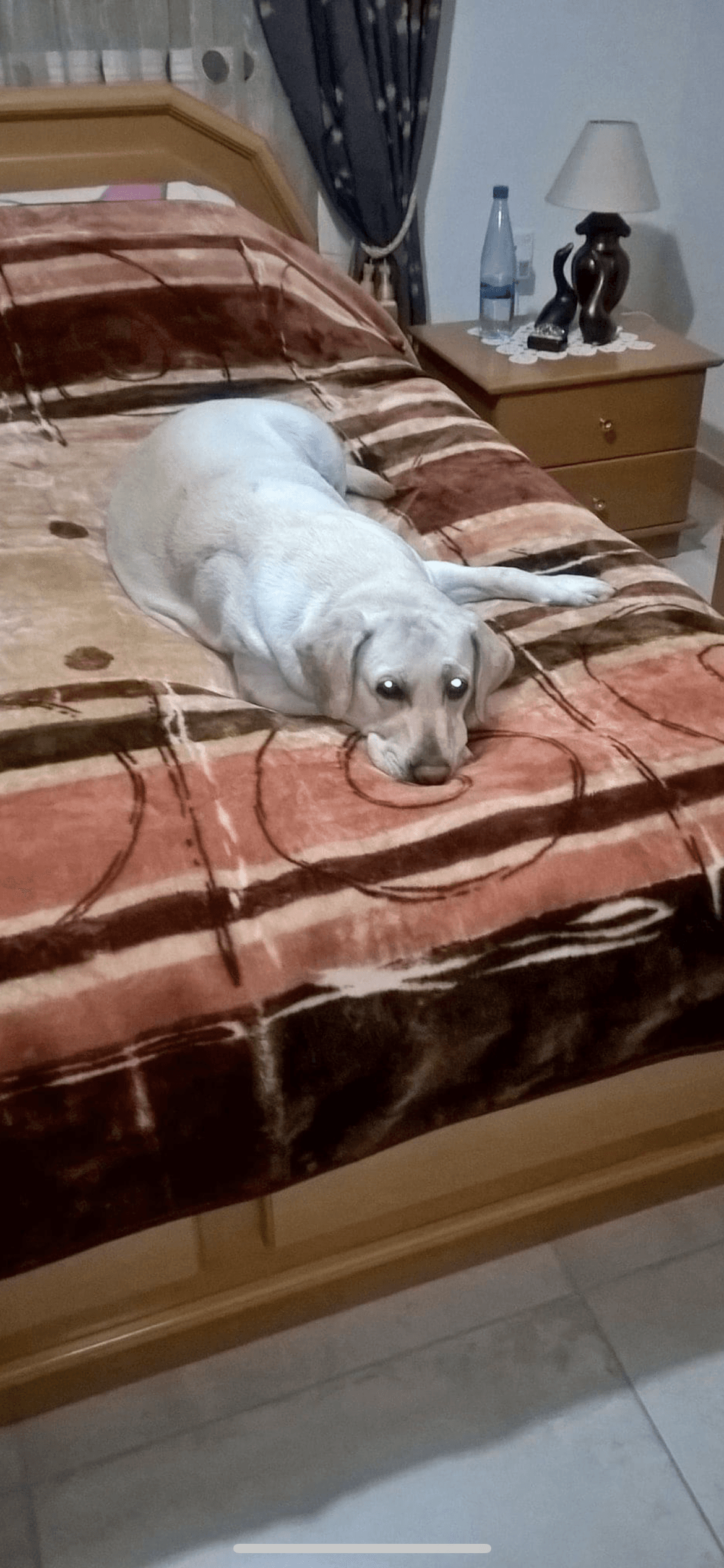 90778AFC-2024-4C77-889B-C60DE9ADD6D1