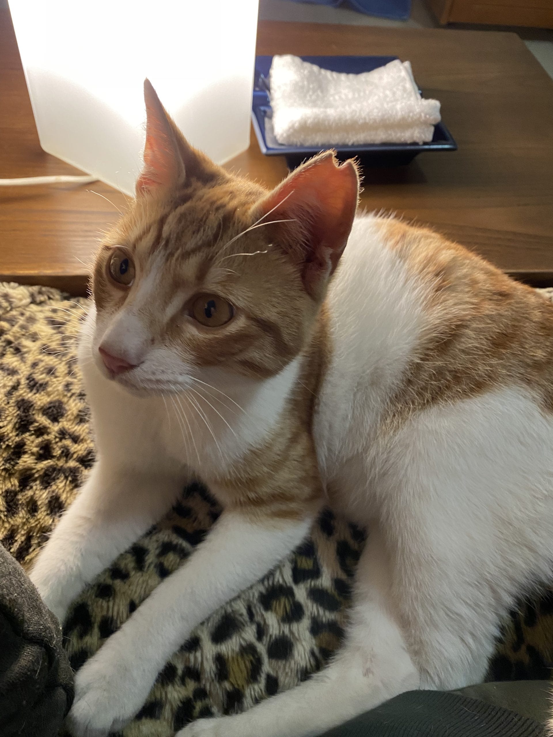 9C606026-1621-4B42-BFDB-4955D5162553