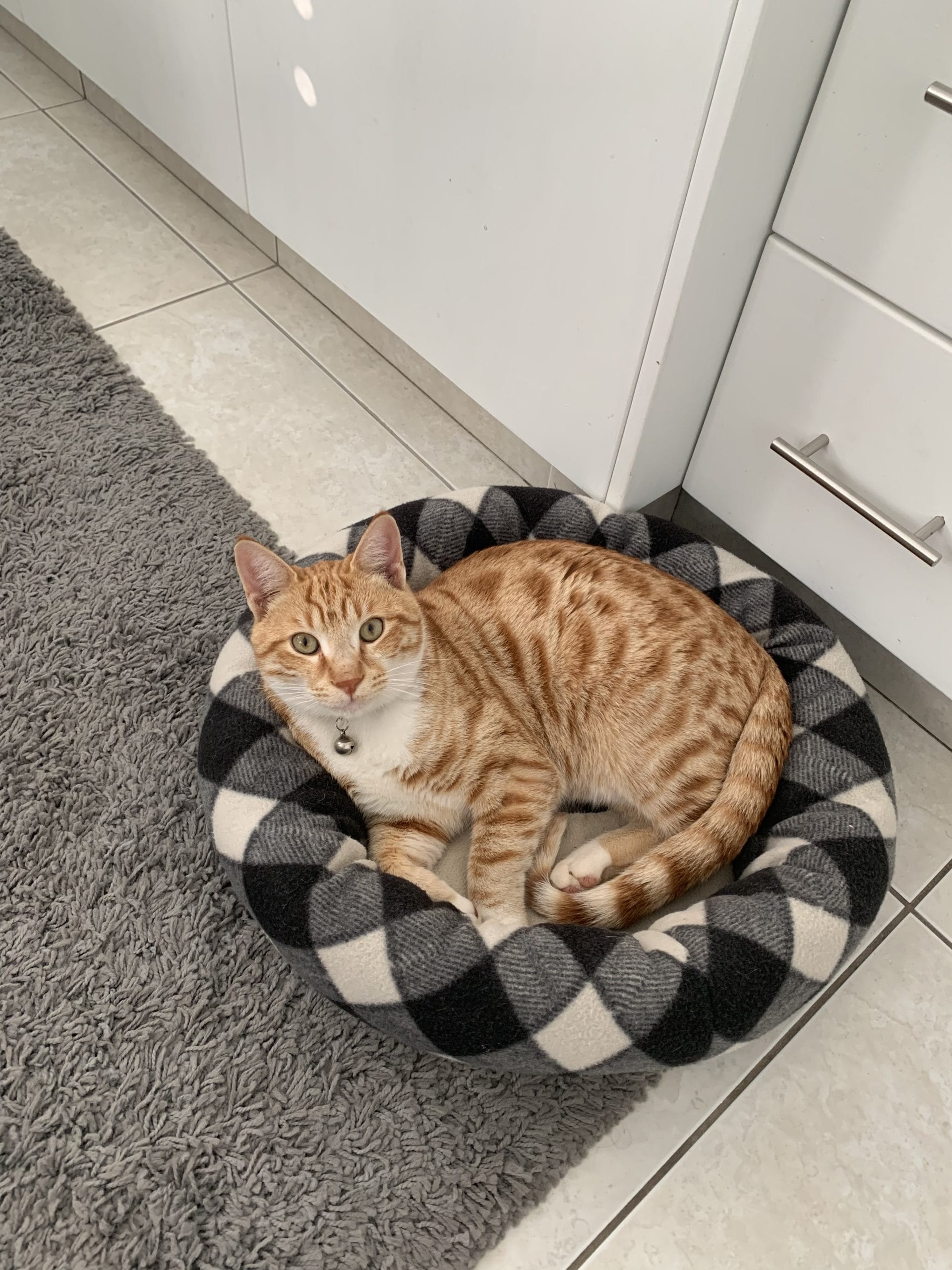 EFCF697B-0F16-40A3-8803-1C859BBD1881