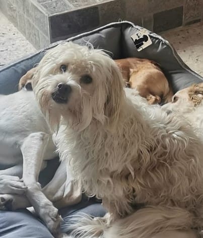 272627536_475543720746734_1869262785080991256_n