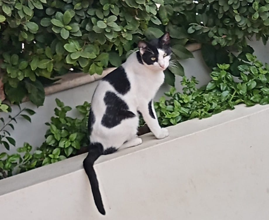 inbound1827813824366897984