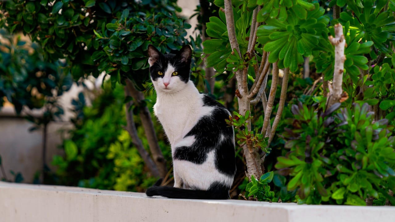 inbound1858932608641780263