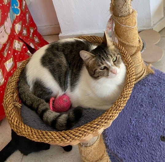 5E103D74-A91C-4F8B-821B-6F9F8AD3309C