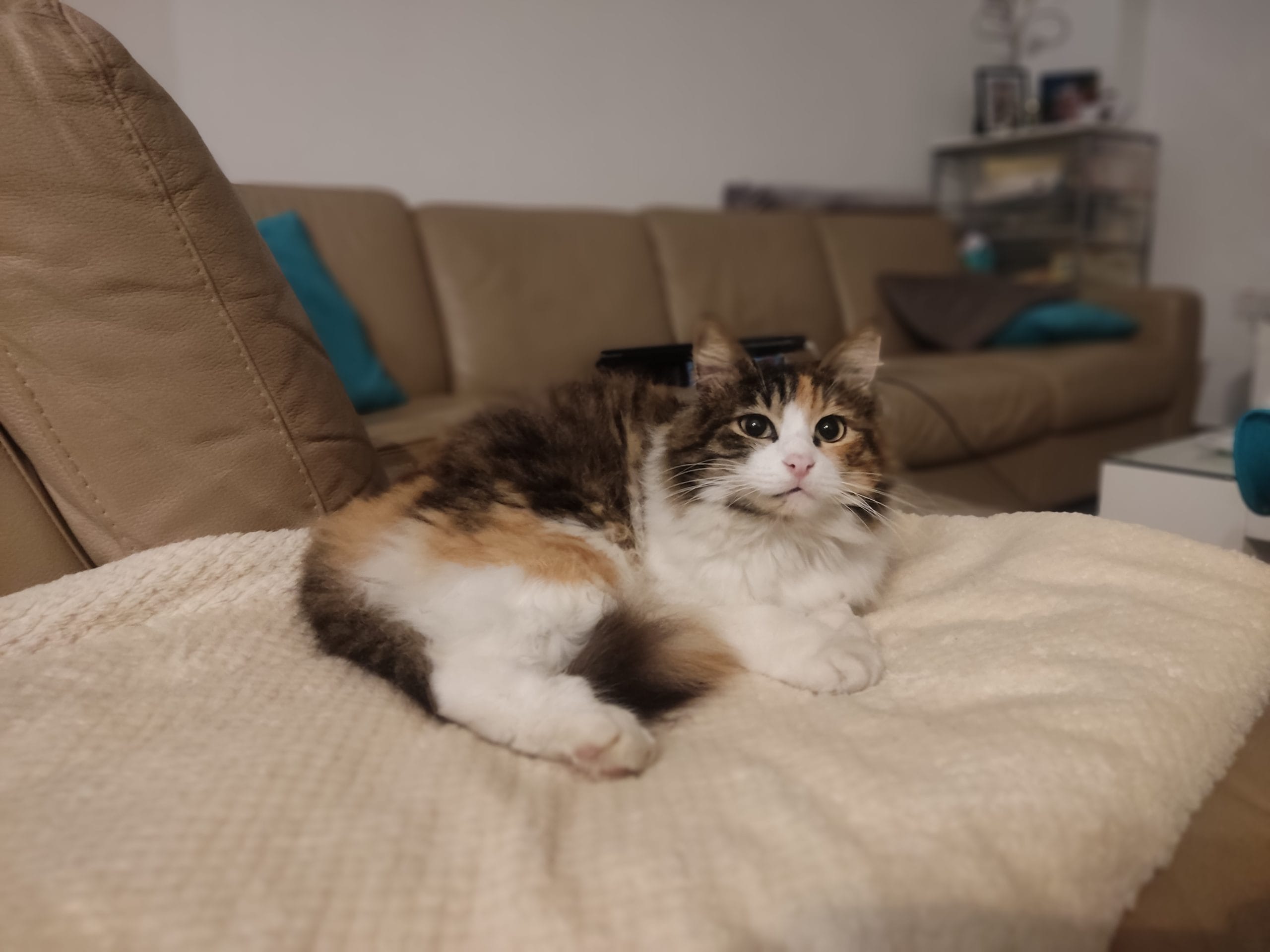 IMG_20220218_194244-1