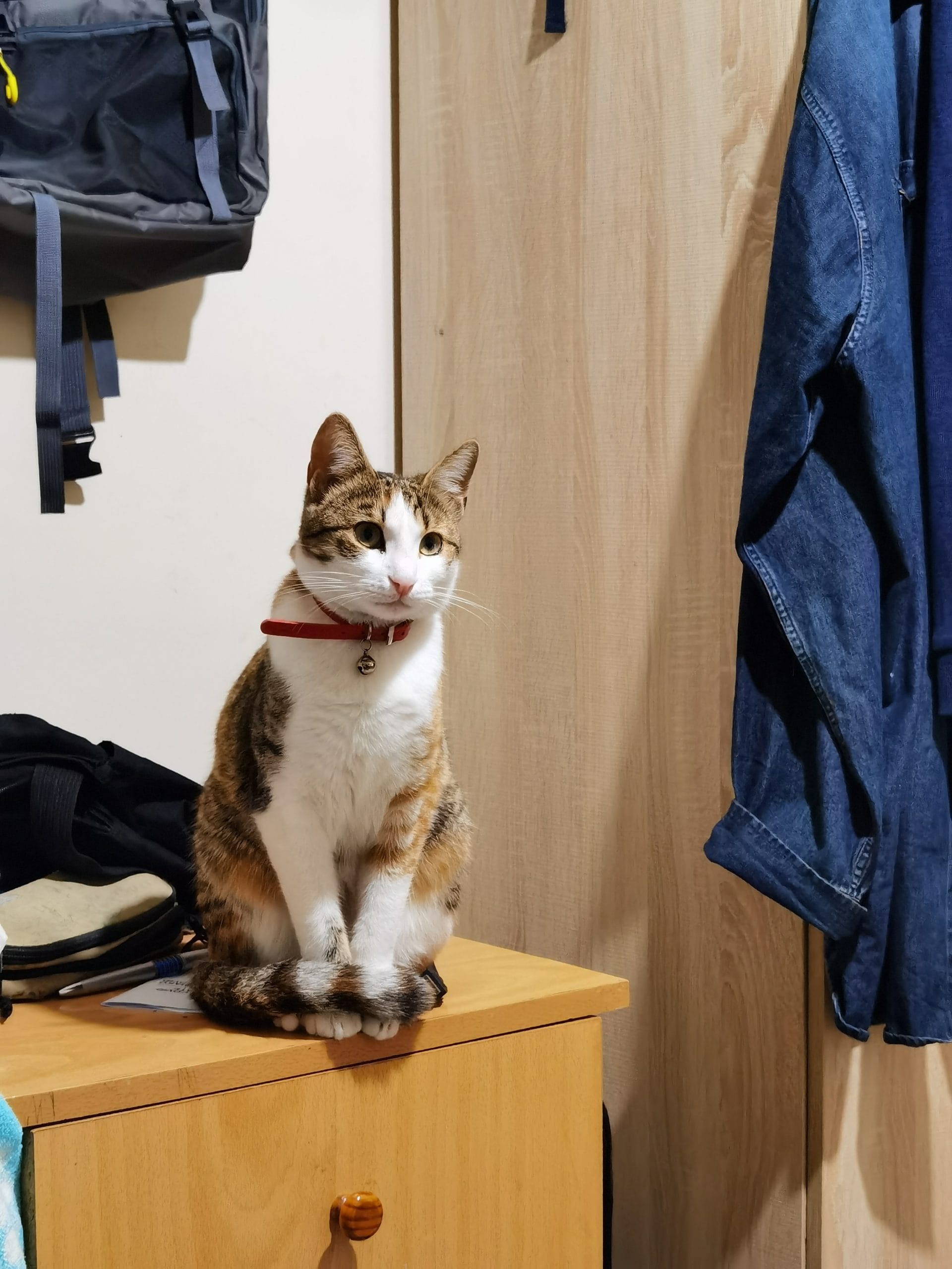 inbound8931216211109771376