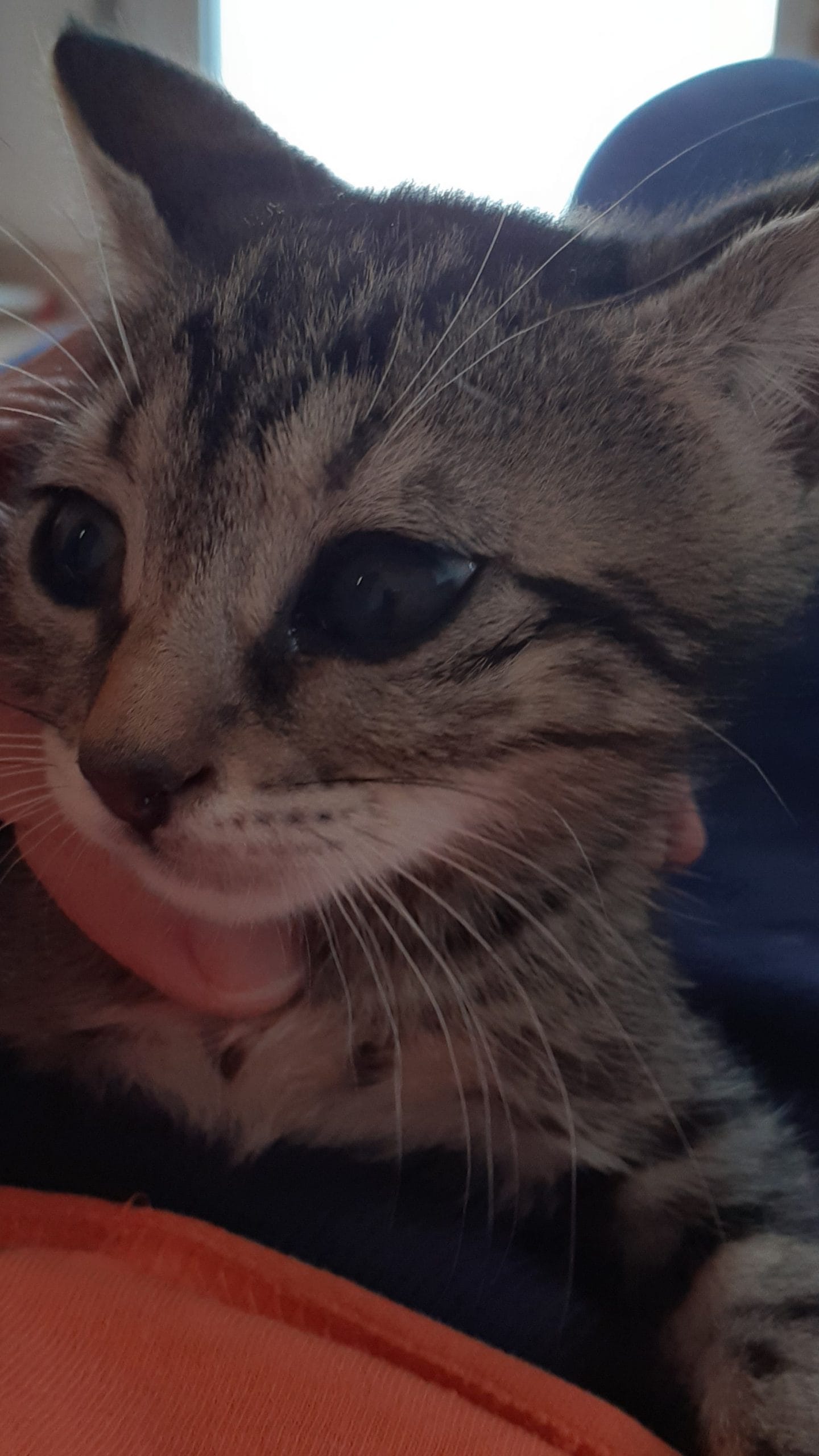 inbound3392389957114394560