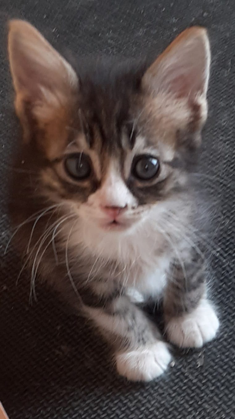 inbound3494191672851029012