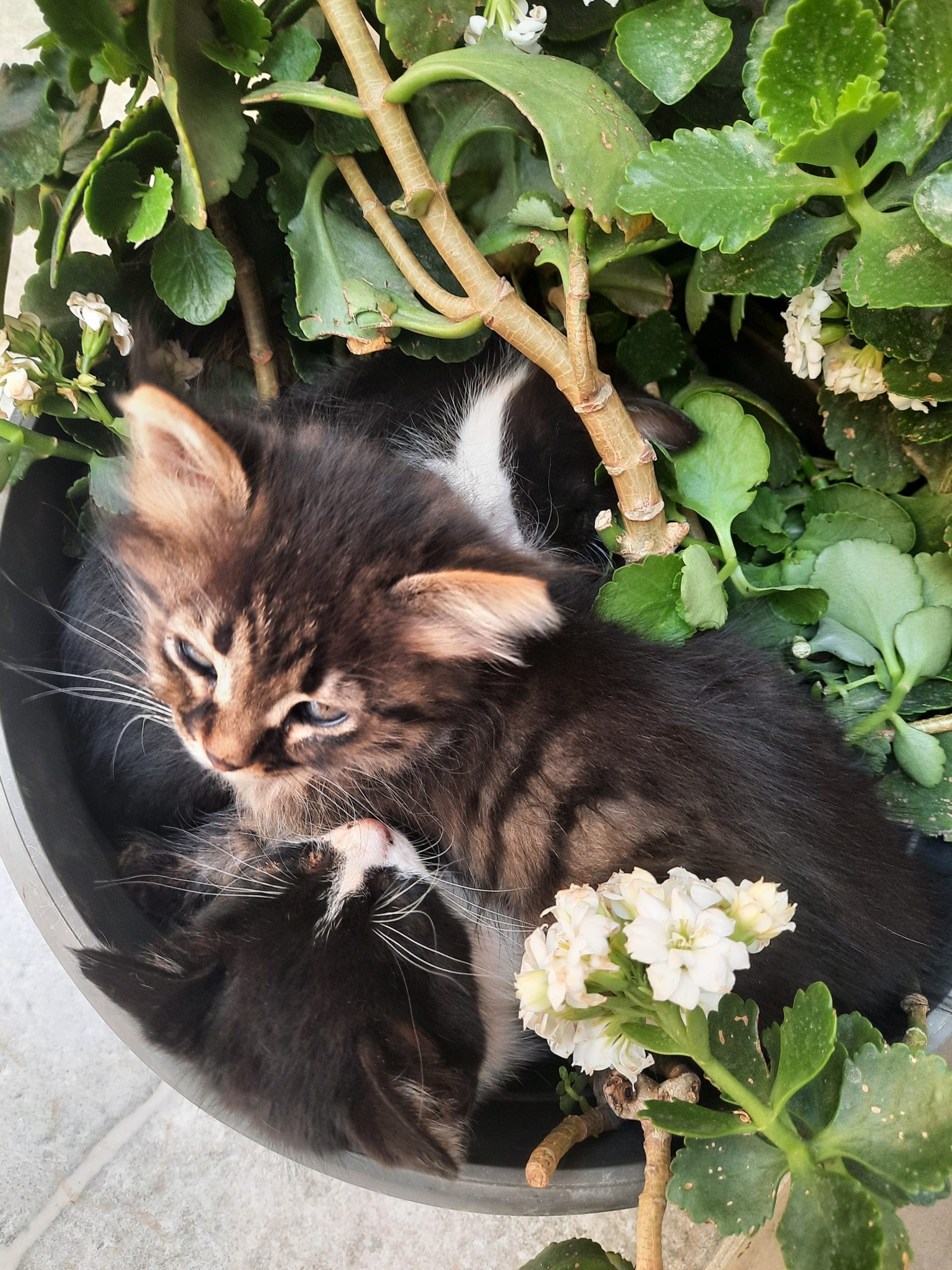 inbound4845274357329006413