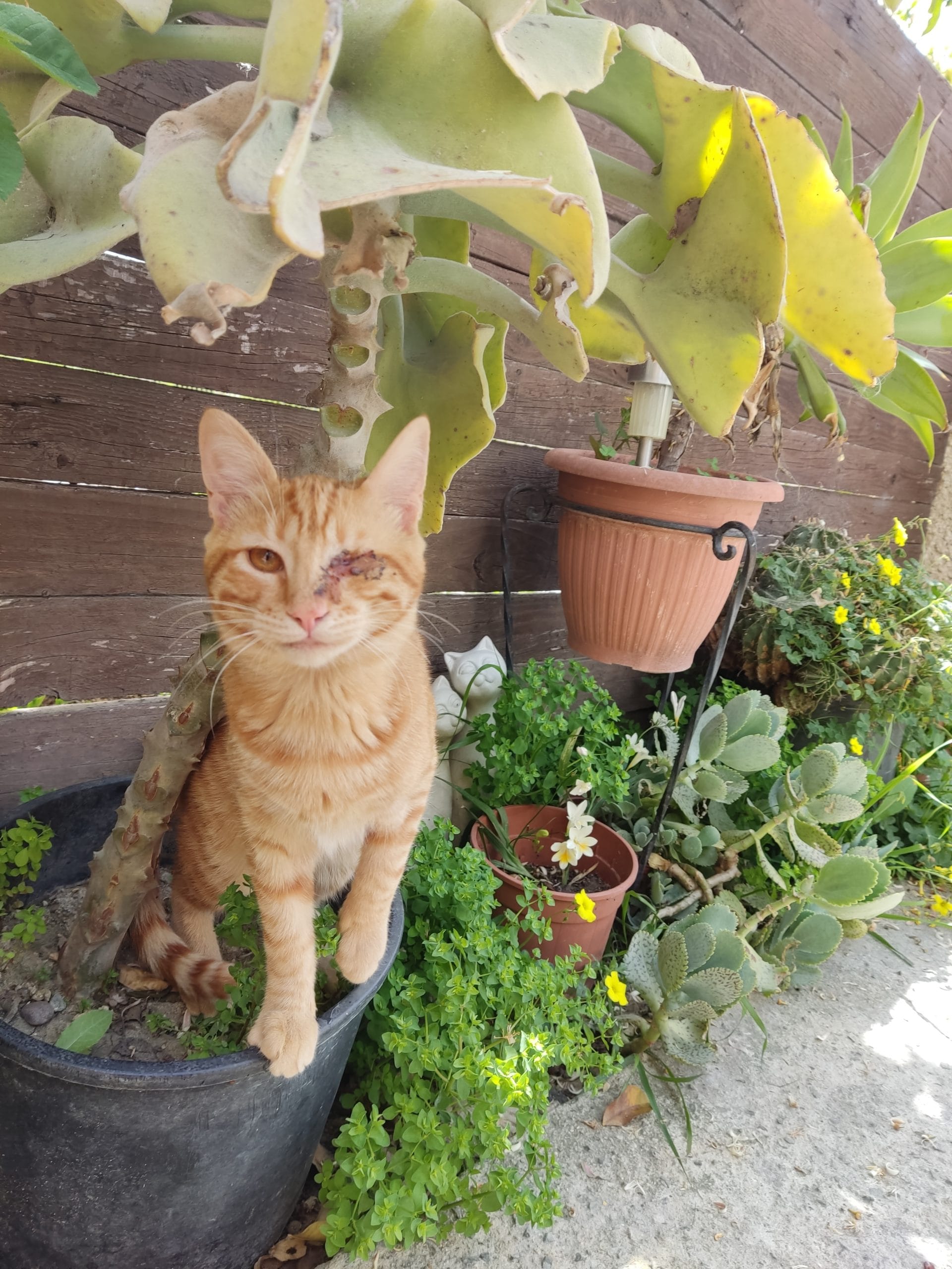 inbound9109307826521324179