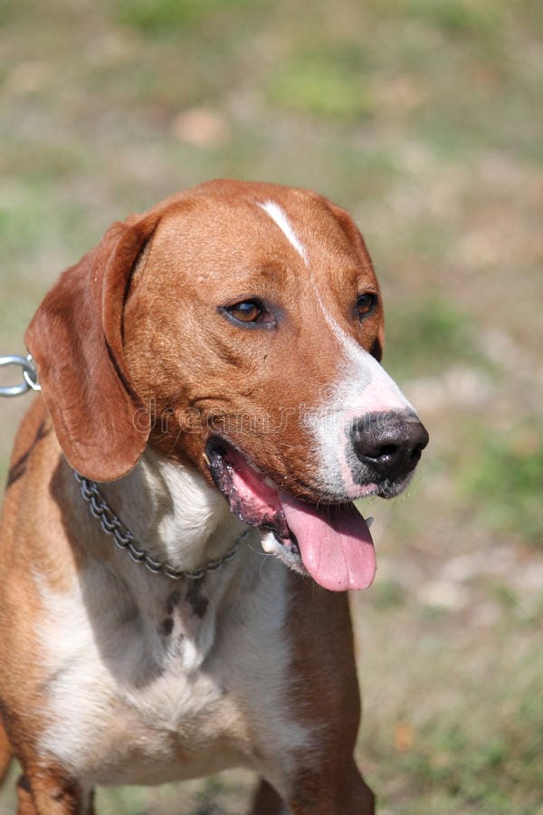 -κυνηγόσκυ-ο-posavac-56651537