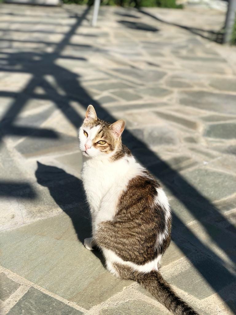 3FCA43BE-8CFA-4D56-81D5-1CFC6637DDD3