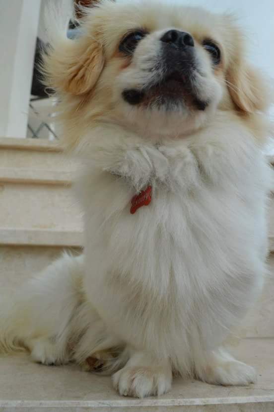 FB_IMG_1462978539399