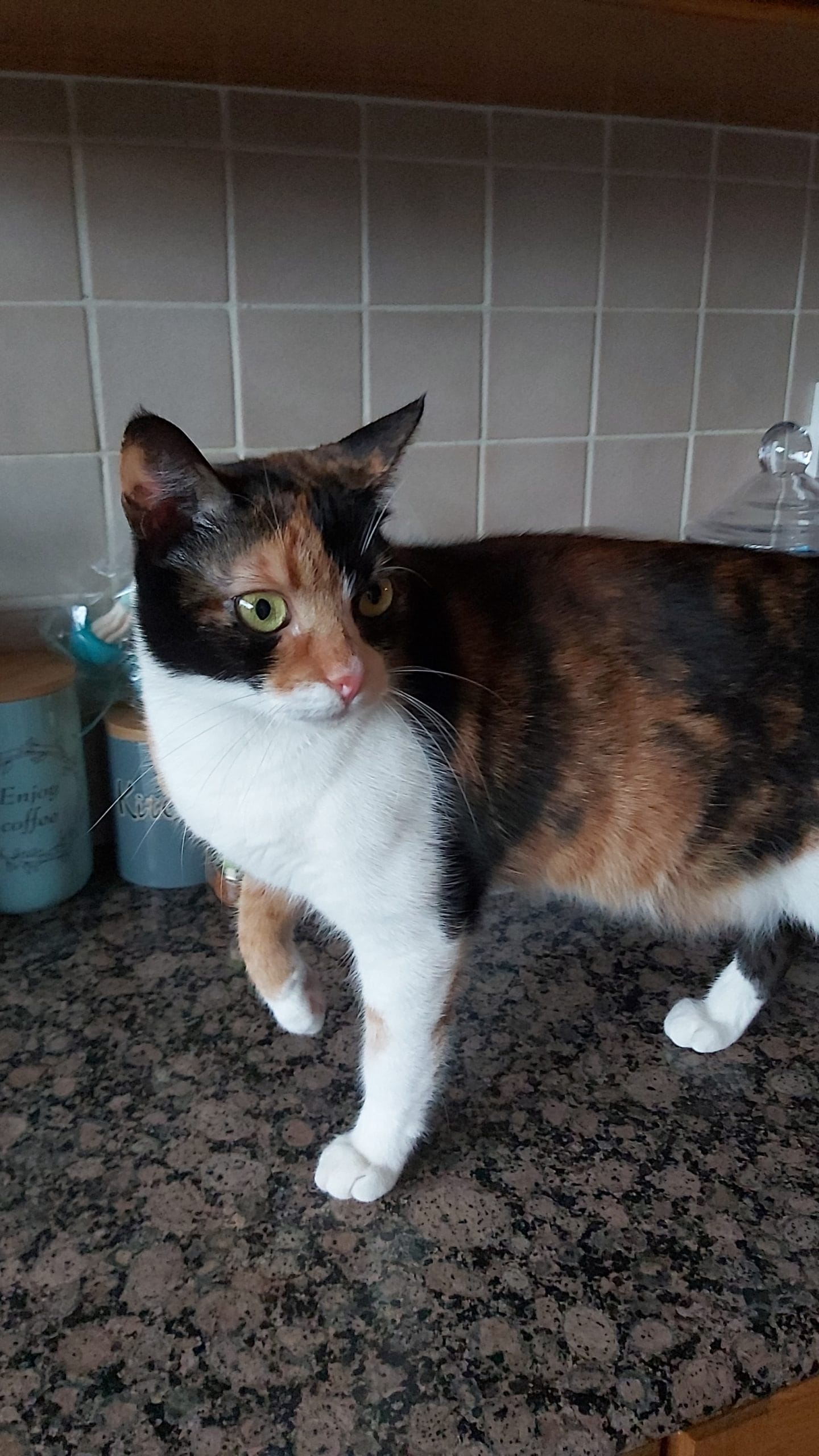 IMG-25f3e95929480631f5907501475482ee-V