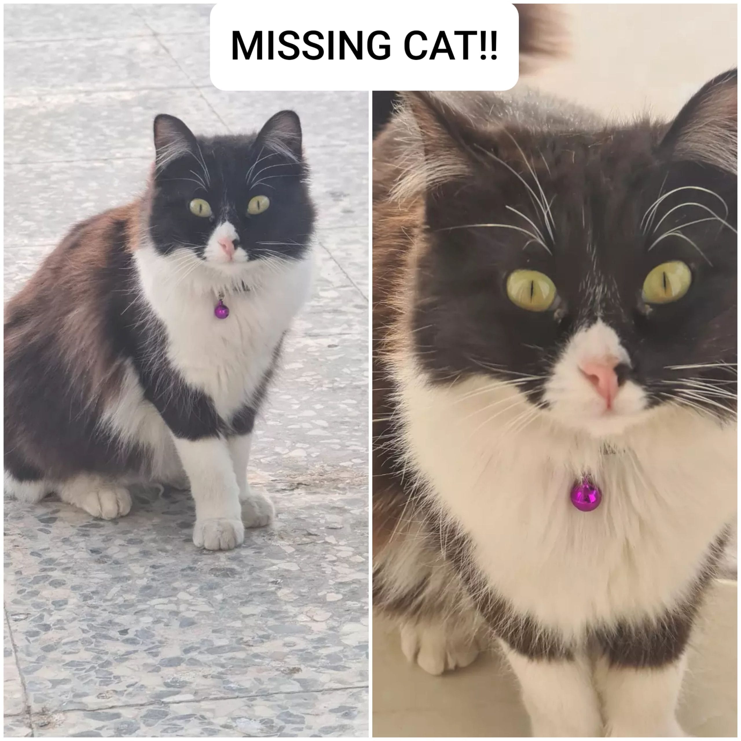 inbound2185578277363688859