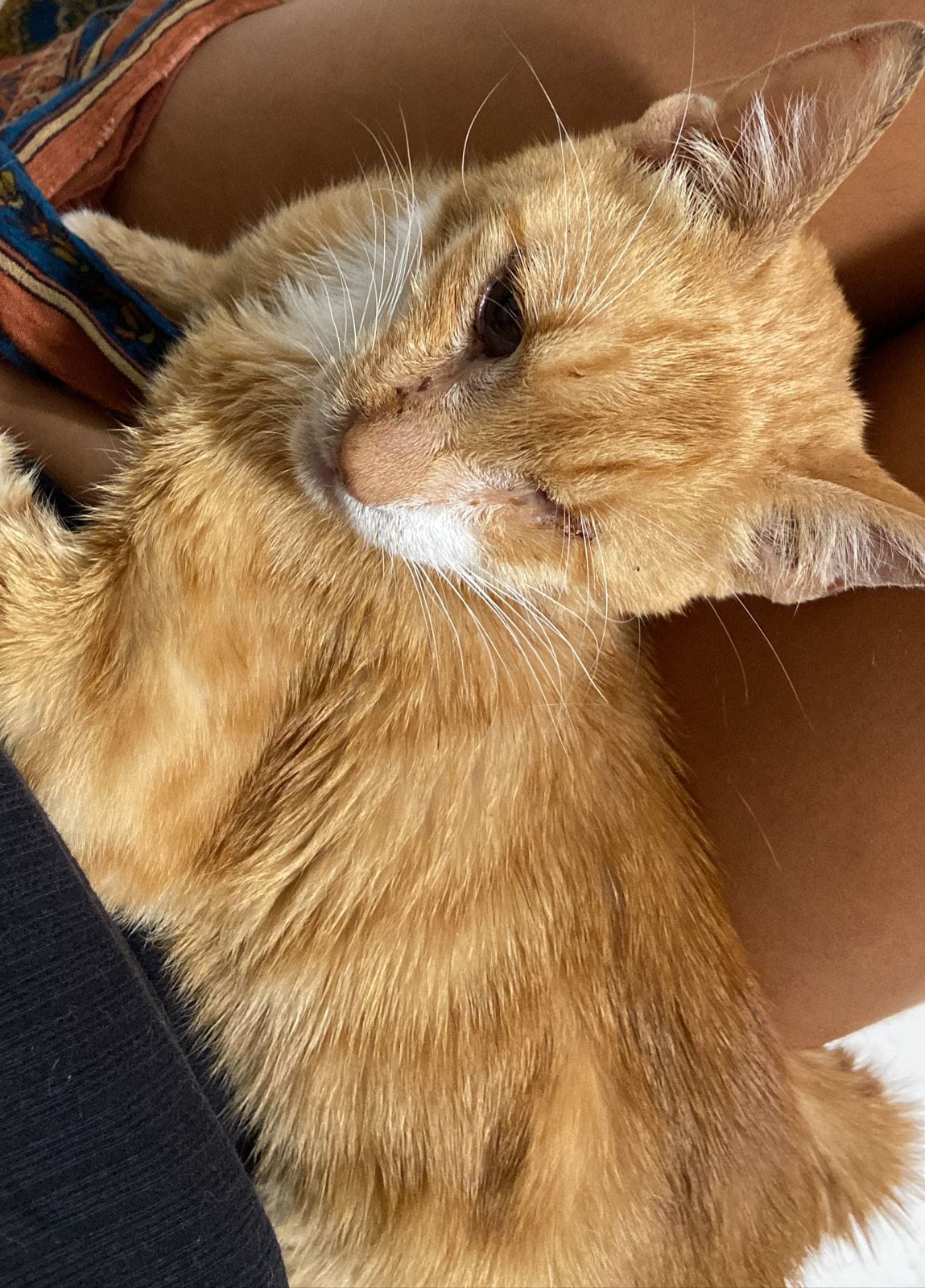 IMG-20220716-WA0002-1