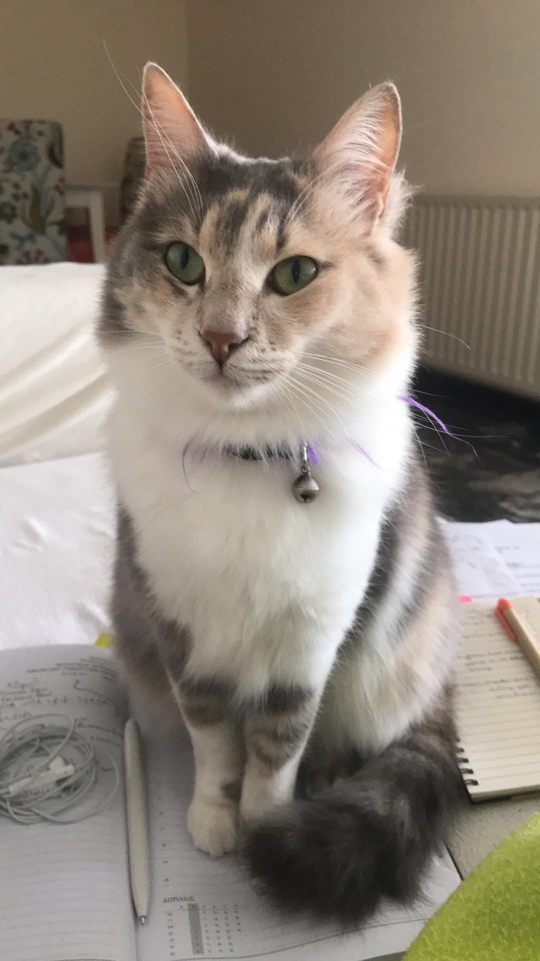 40101355-C318-4DDF-A233-8556B3A6E869