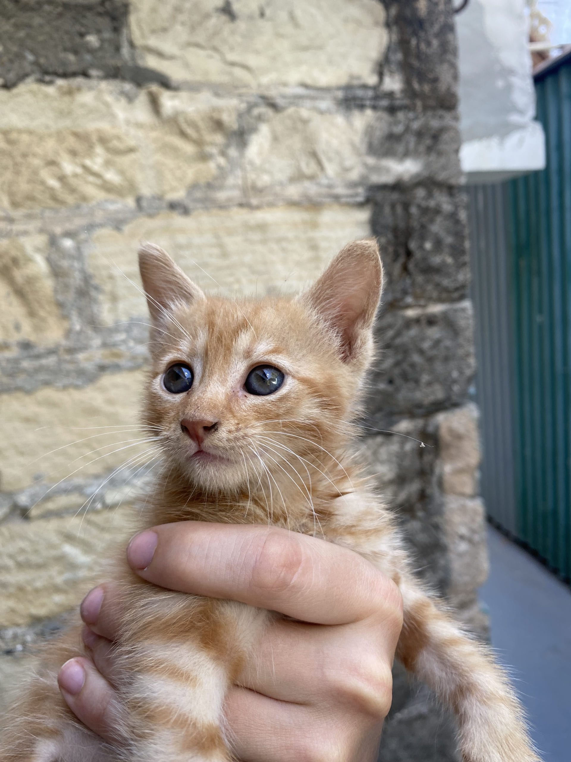 509012A2-0F7B-4686-B499-D8B7F026F3C3