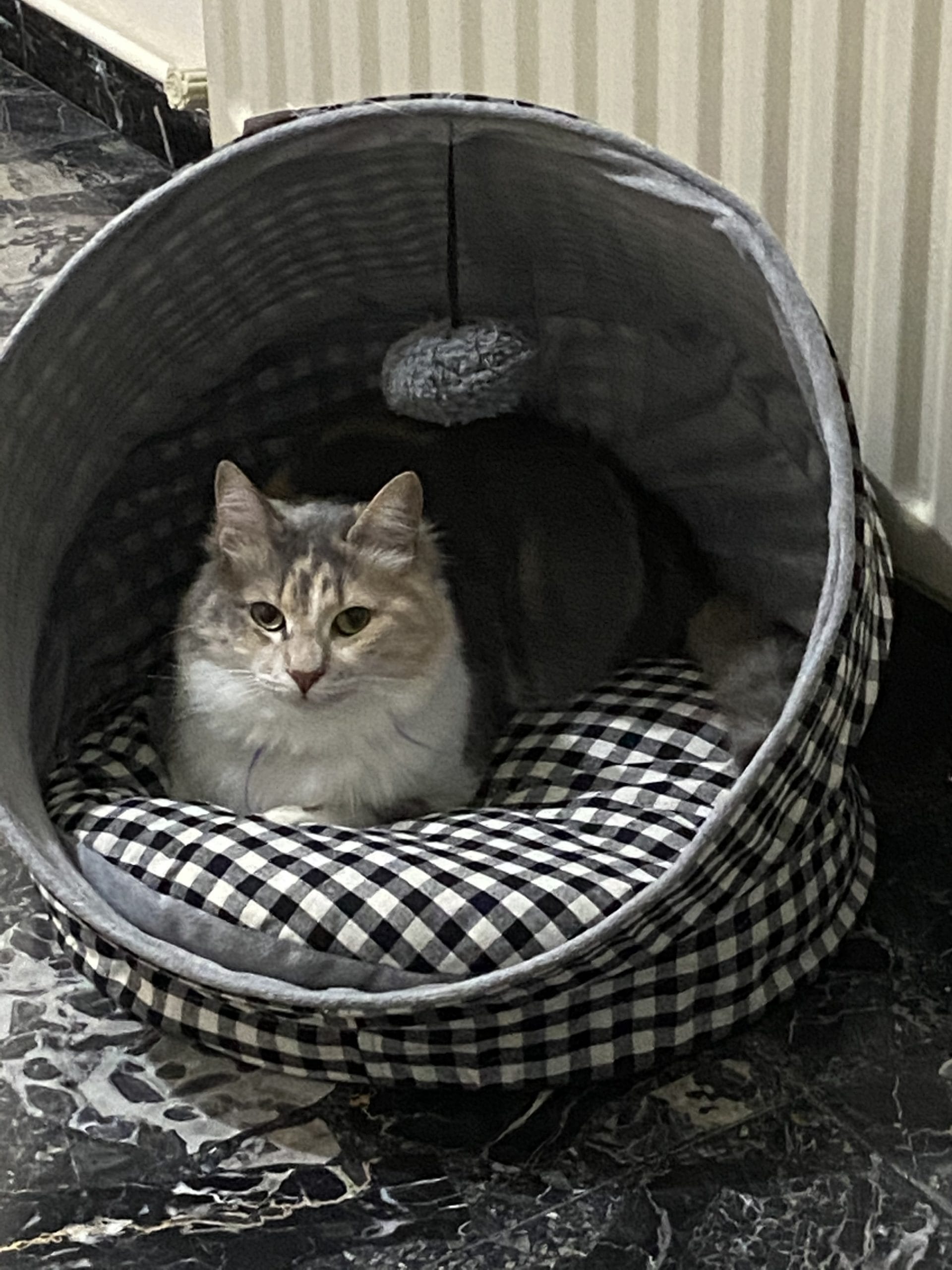 F932BE78-AFE0-4C2C-926B-48BFA6E49E78