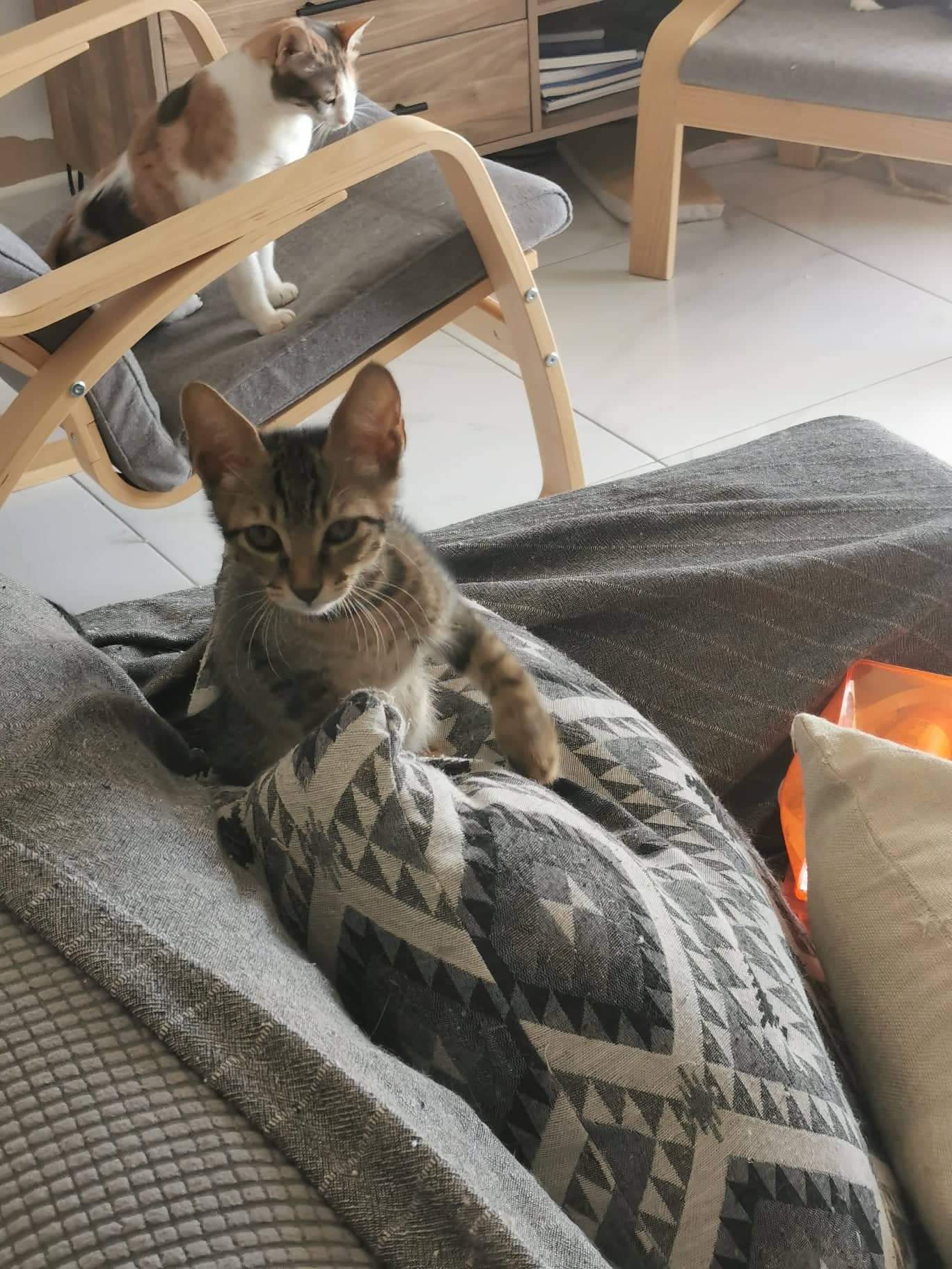 inbound1143910905724331024