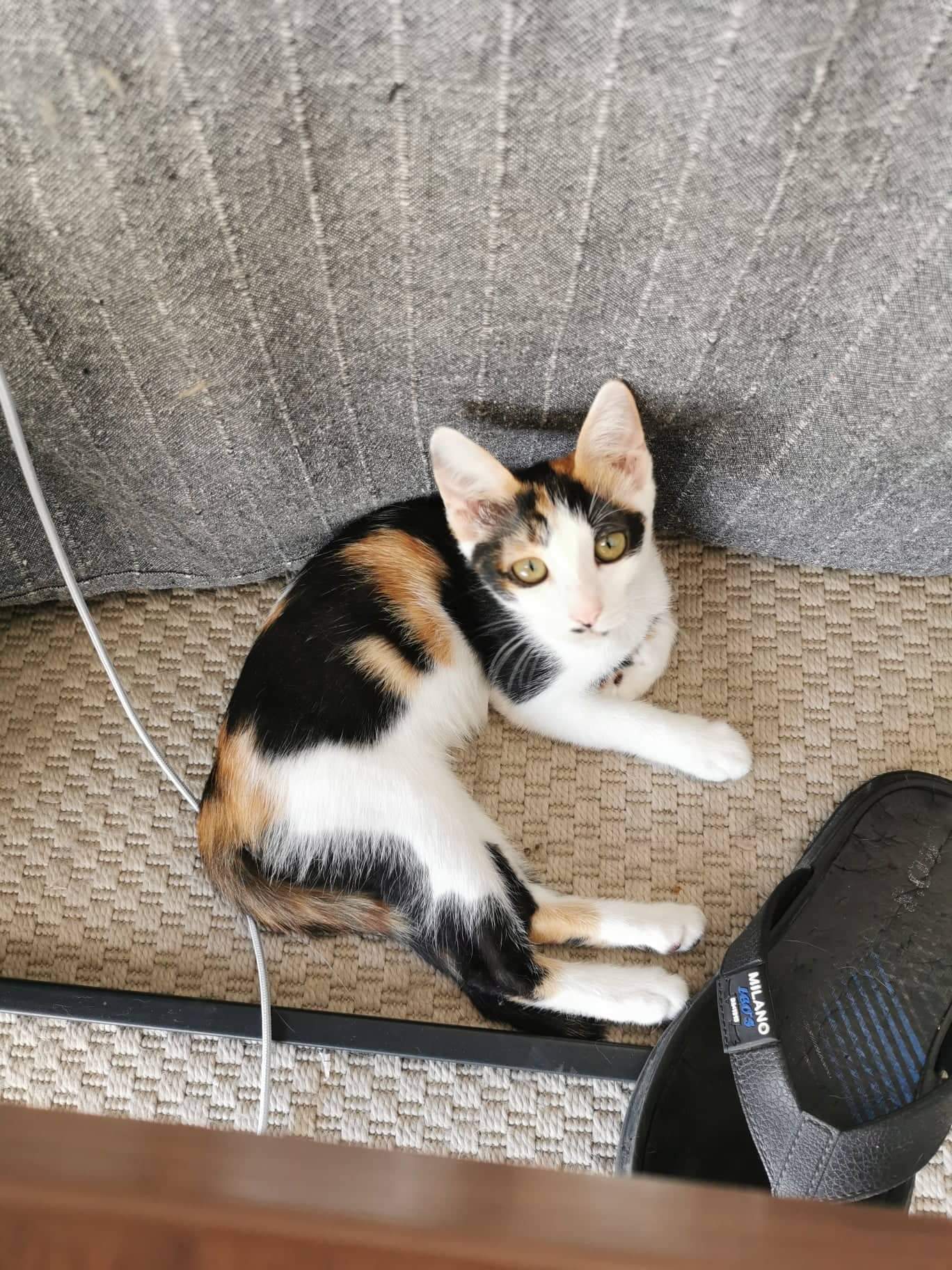 inbound1551527615232302555