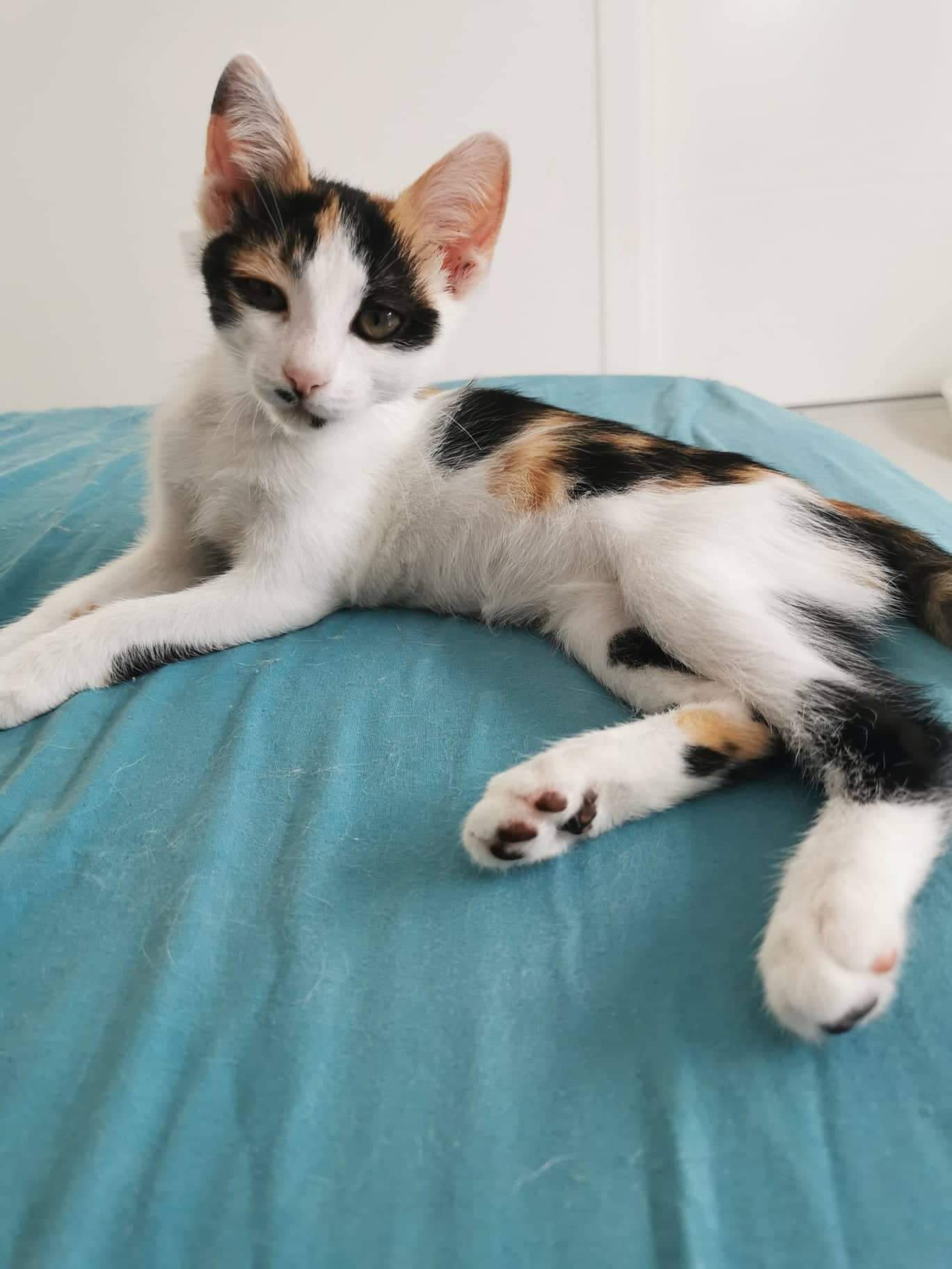 inbound4796806688357489218