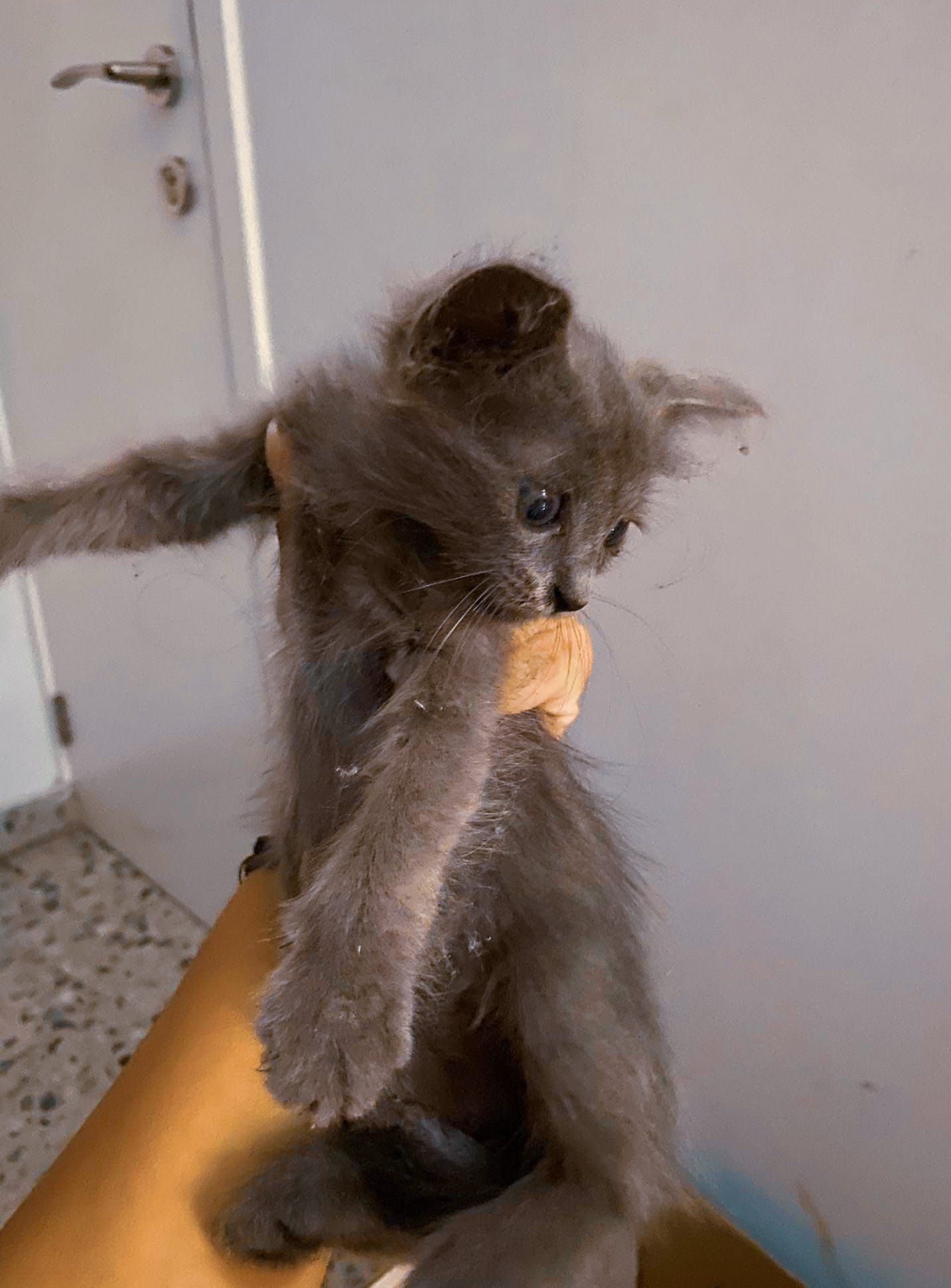 received_421754686608508