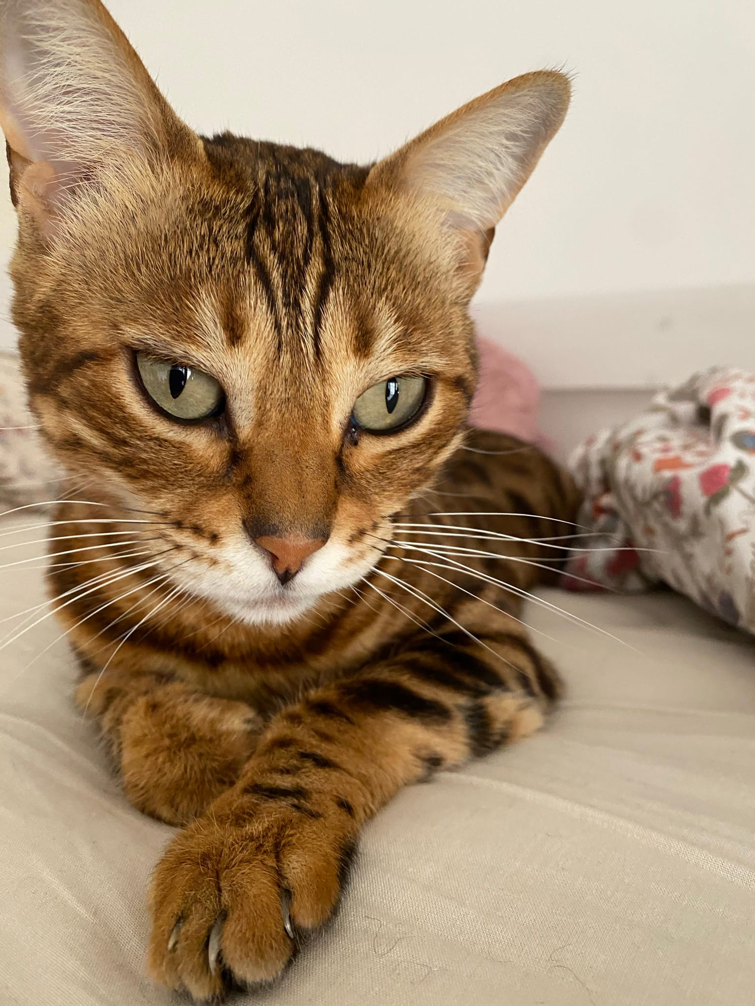 3AE77D18-FDA2-478D-9974-DD82020E83DA