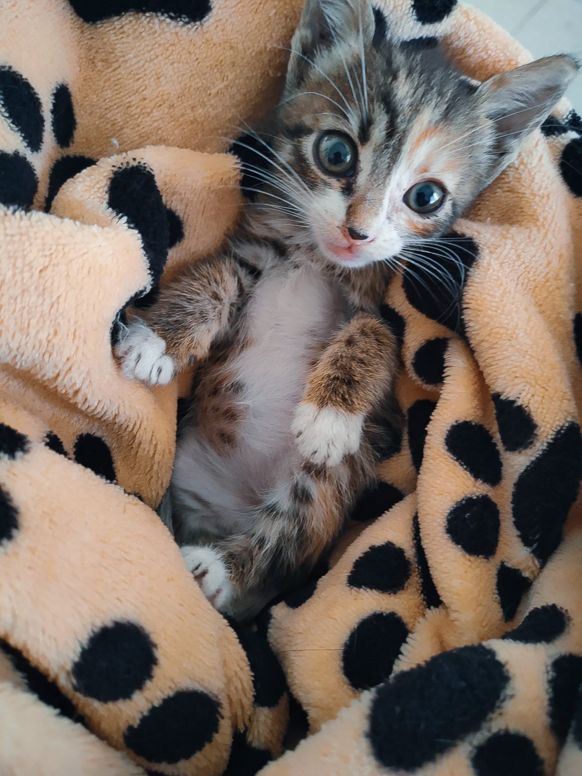 IMG-d97f6082a03020a5d348ace852ab6ef9-V