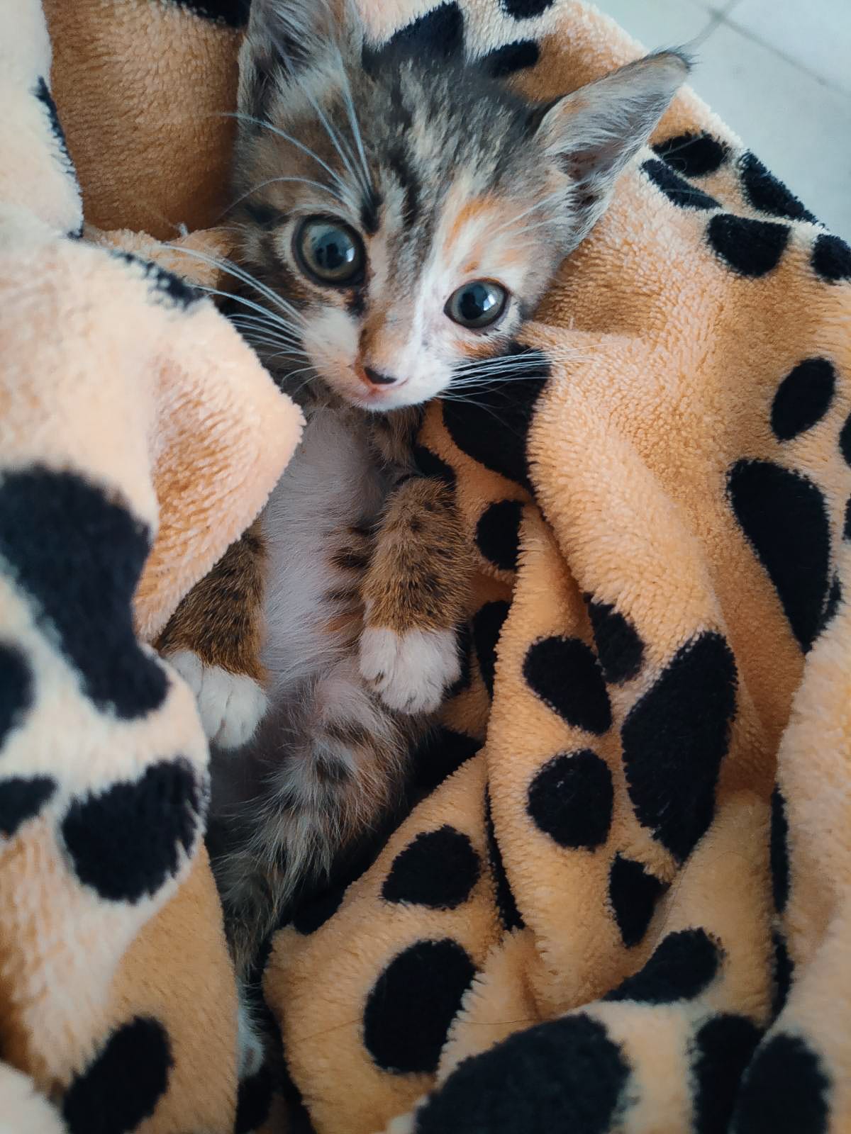 IMG-ef6bdeb976fa4c8ef9a340f6cec50607-V