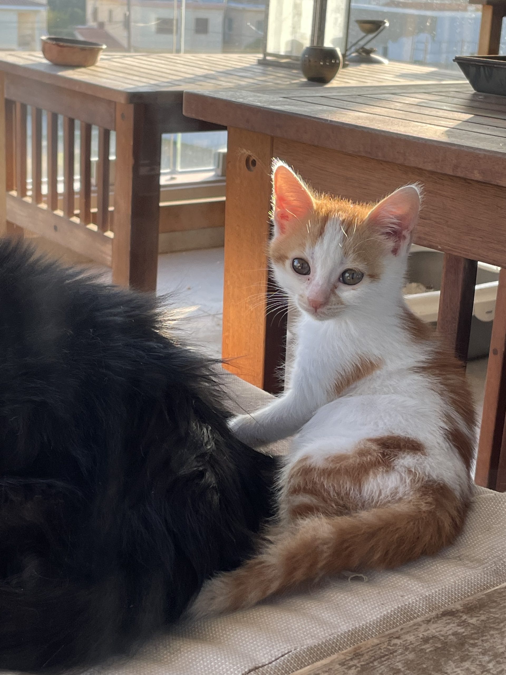 DE6EBFE1-0820-474B-ADC7-C2258CD1EB81