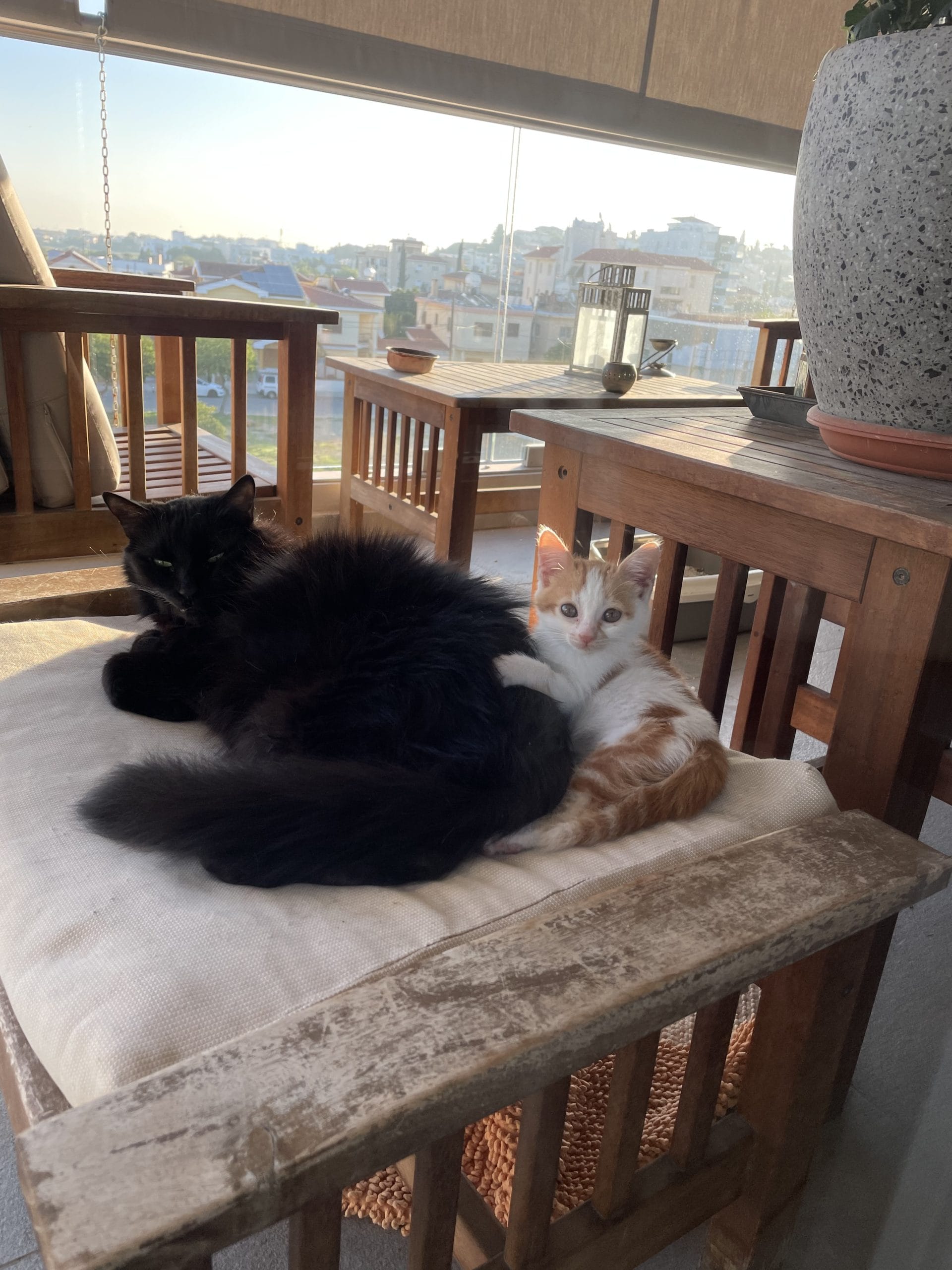 EC34446F-C1F1-4339-931F-0EFE5F4C6585