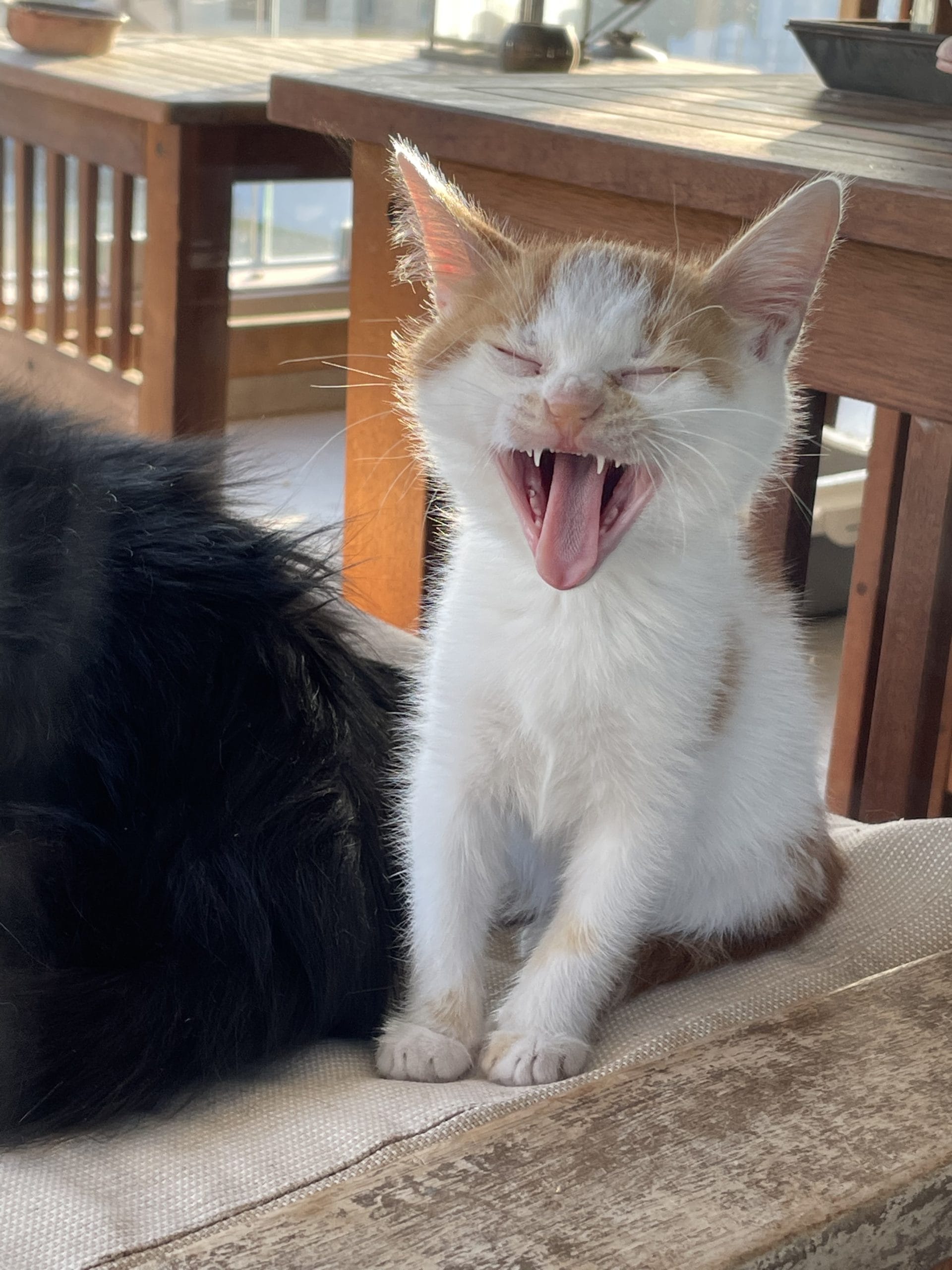 FE74FCBB-67E2-49A1-82AC-2277391B08E3