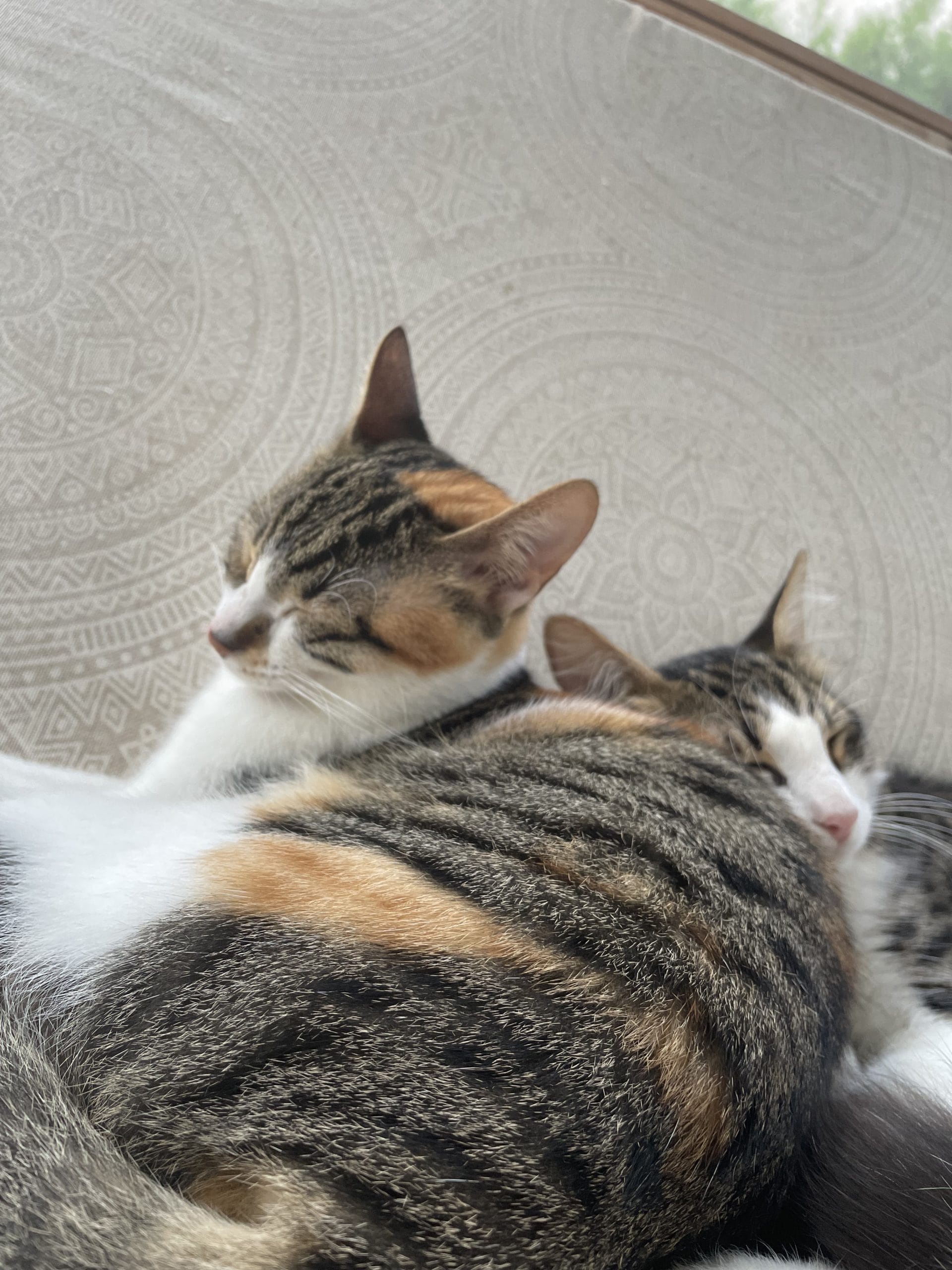 3A9A9E28-9DC7-4E6B-B25B-33AB37215927