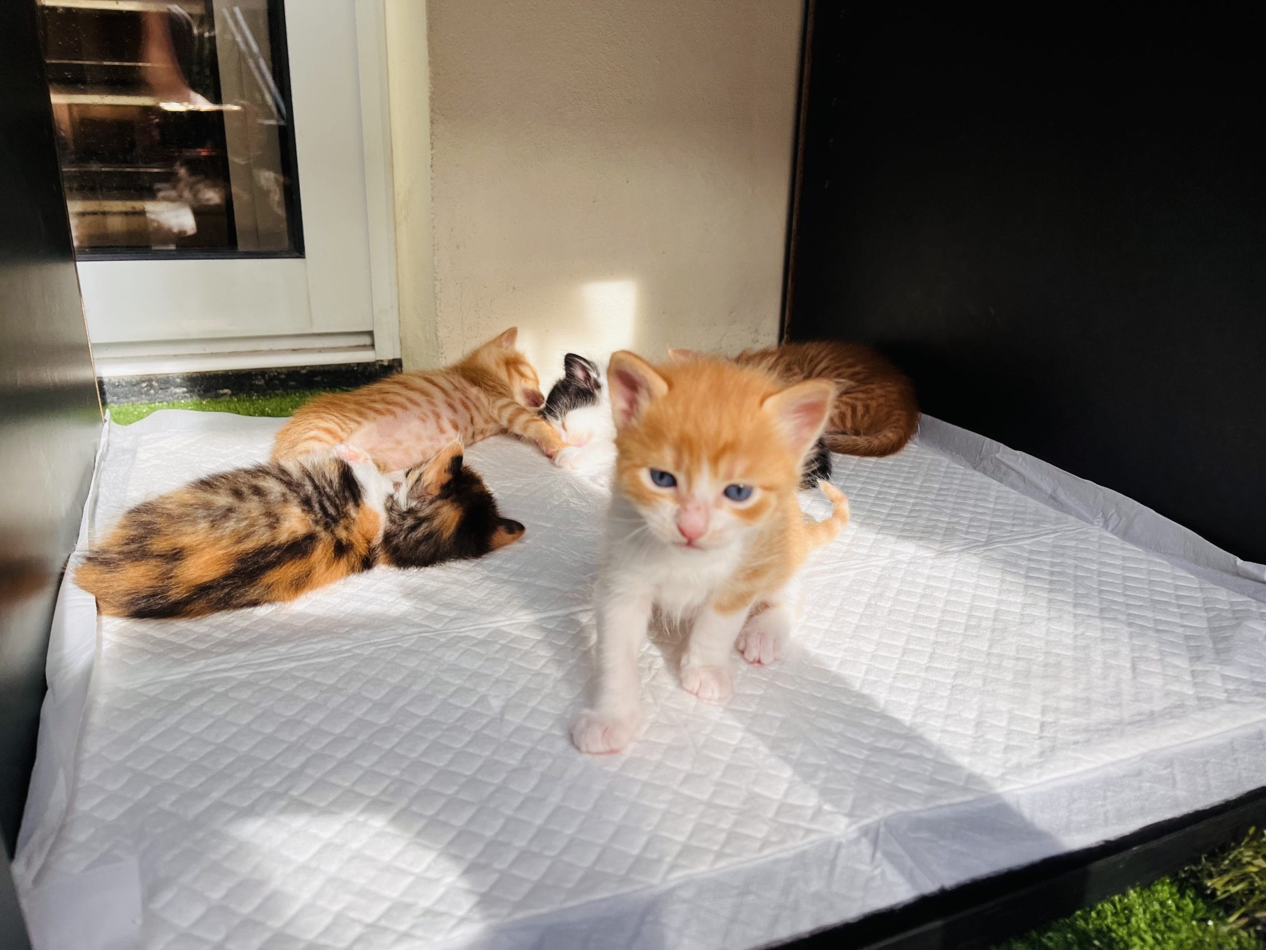 56EDCA58-9815-433B-A914-61A7D33FF0E7