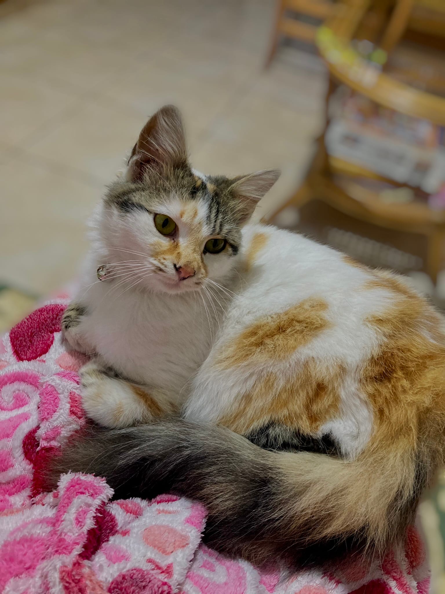 CCC34097-060B-40CD-8FF0-3D14C3002C5E