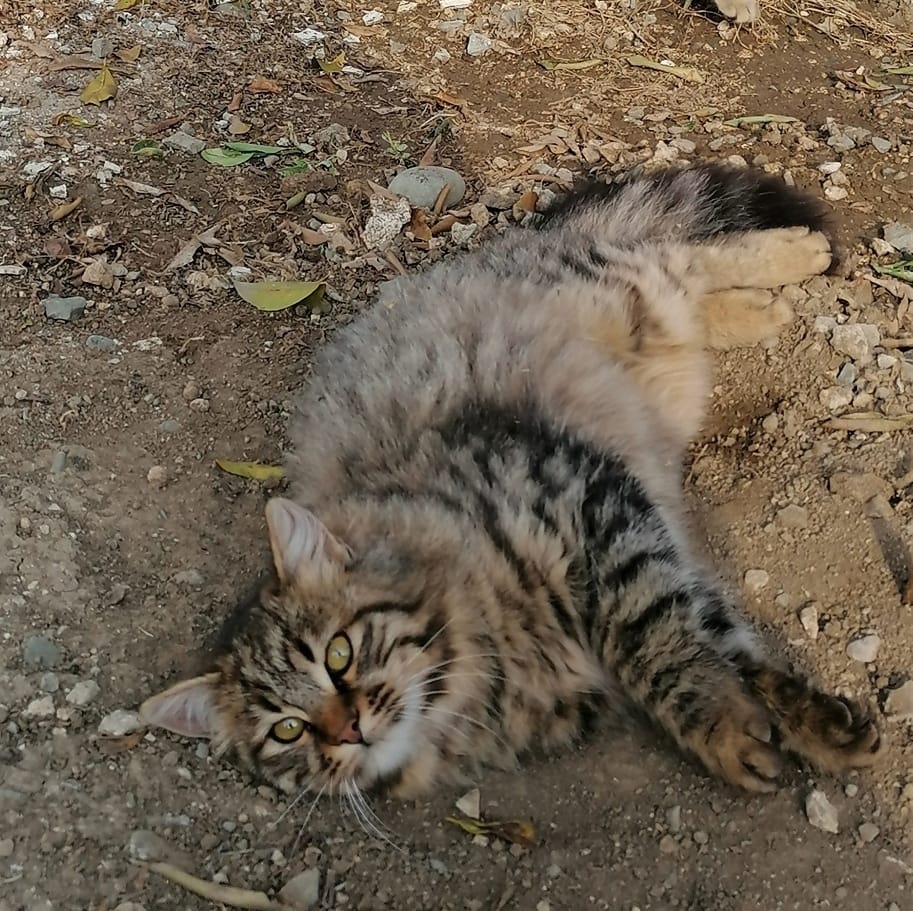 inbound3760820291136004158