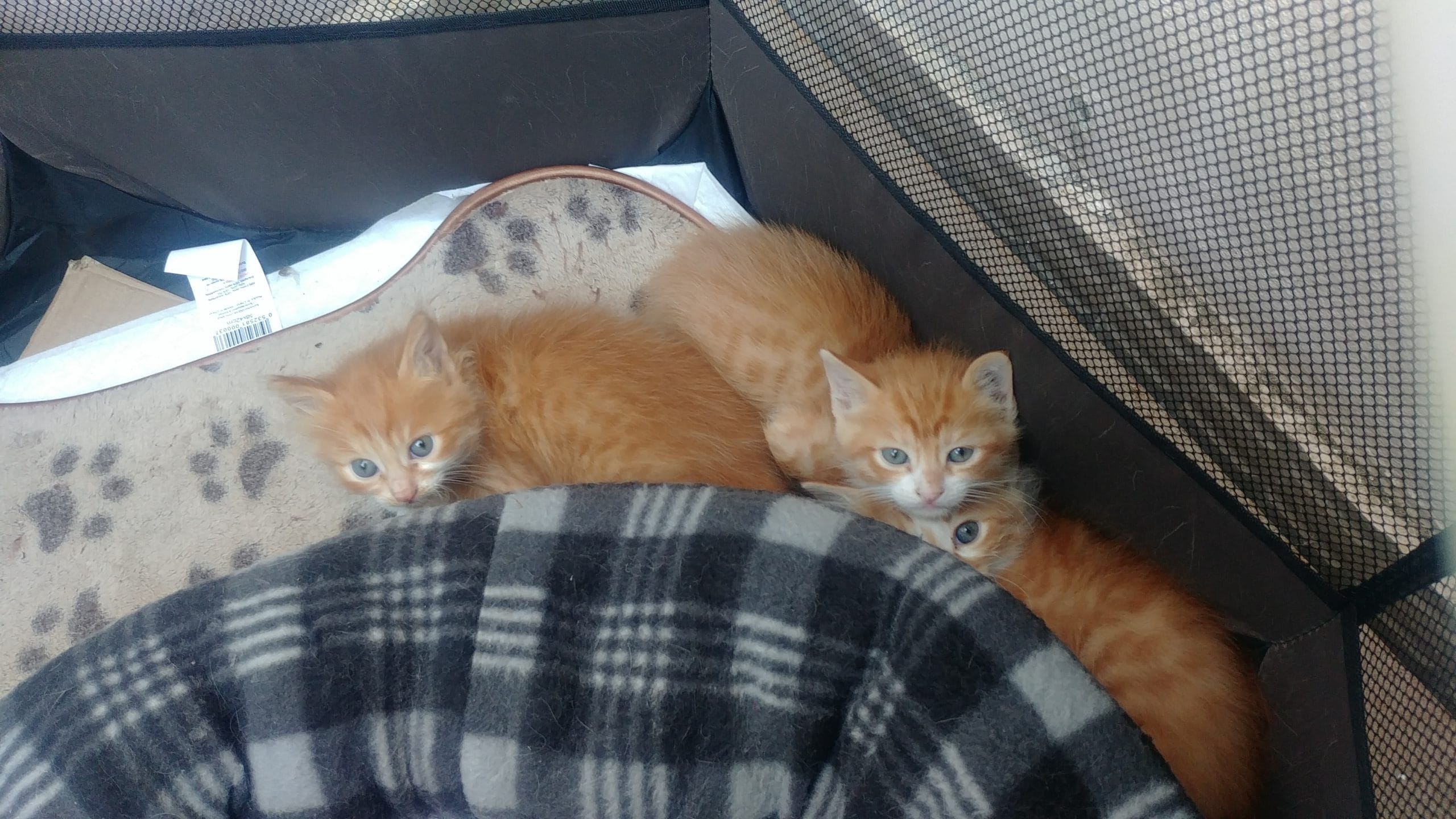 inbound3865600288204138893