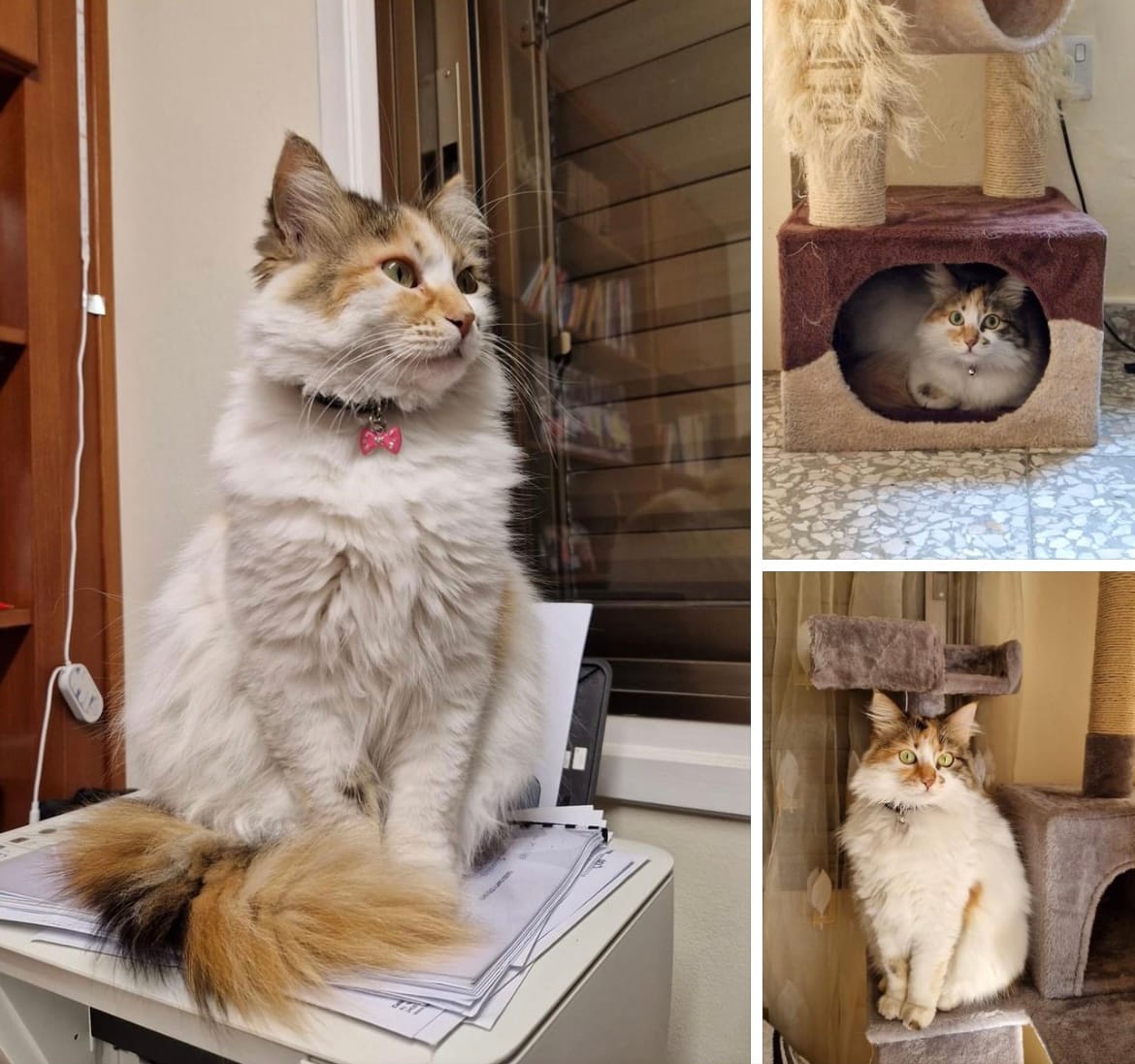 478F3F6C-0029-4956-8D21-2EA50FE9976F