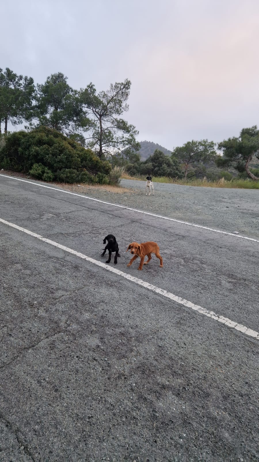 8545E0CF-9B52-4F4E-841B-ECEE259BDC0E