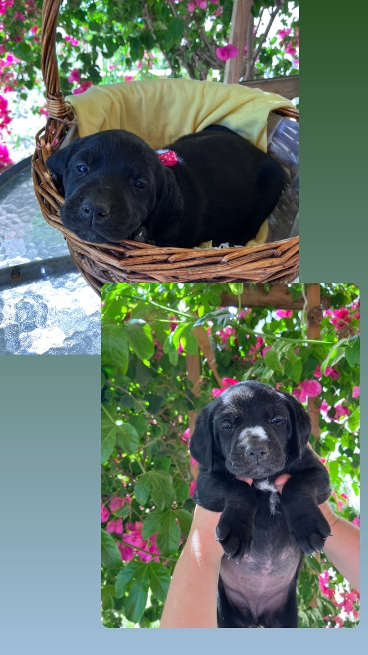 CD36847C-77EA-443B-BB46-062630185261