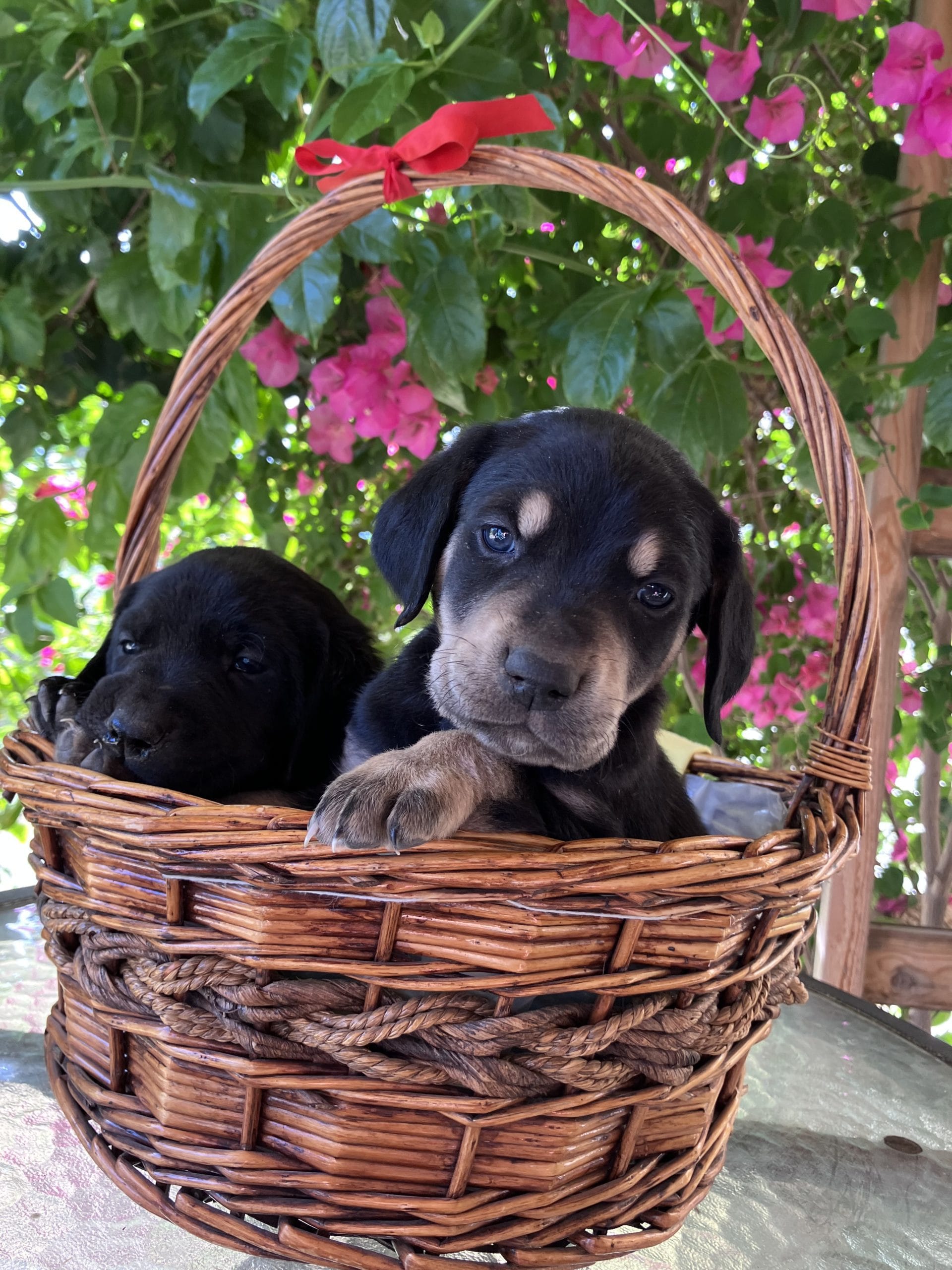 CDC9ACE5-2239-41A5-8BF2-97BAAED8EEA1-1