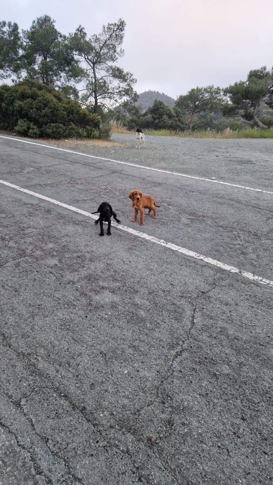 F836D9D8-6235-47A4-93BE-E8C57728284F