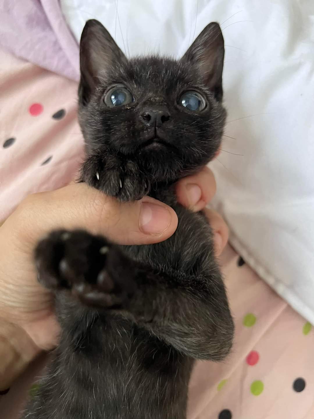 FB_IMG_1683649716161