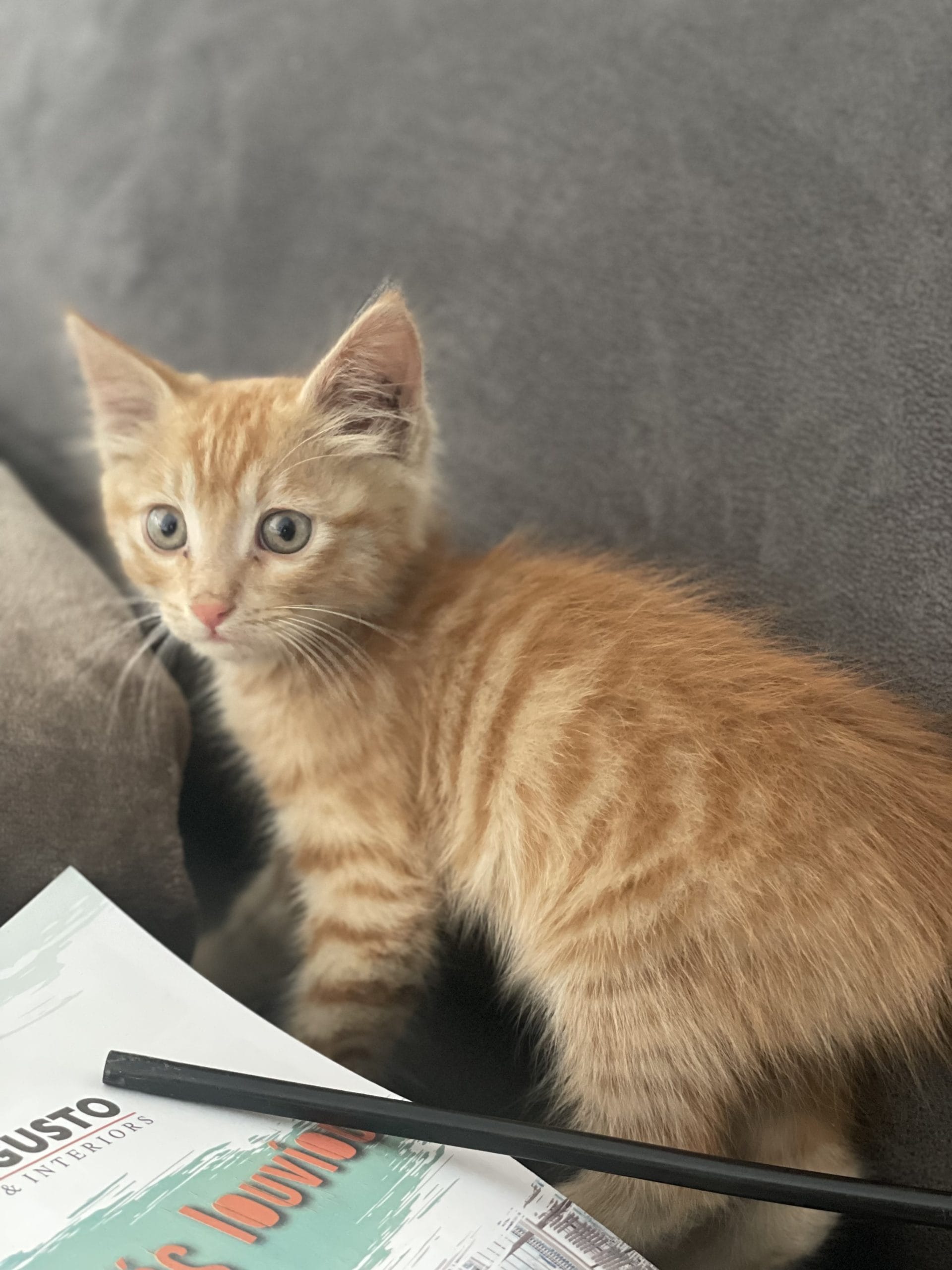 BA4BF0CA-0C25-4C86-997C-DC2CBD2F4666