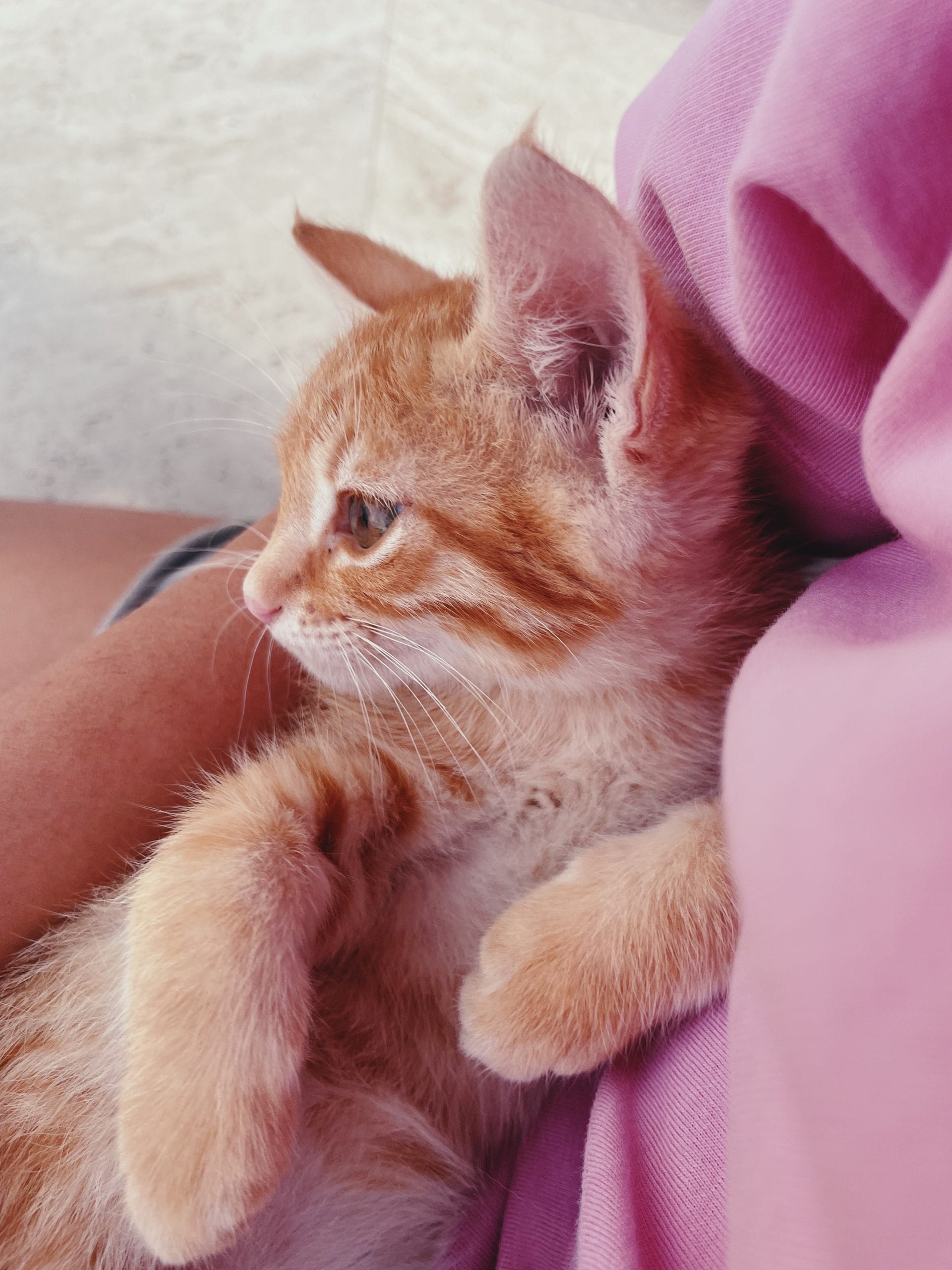 EA55F499-3E53-4CF5-AAB1-B54AD9F40D40-1